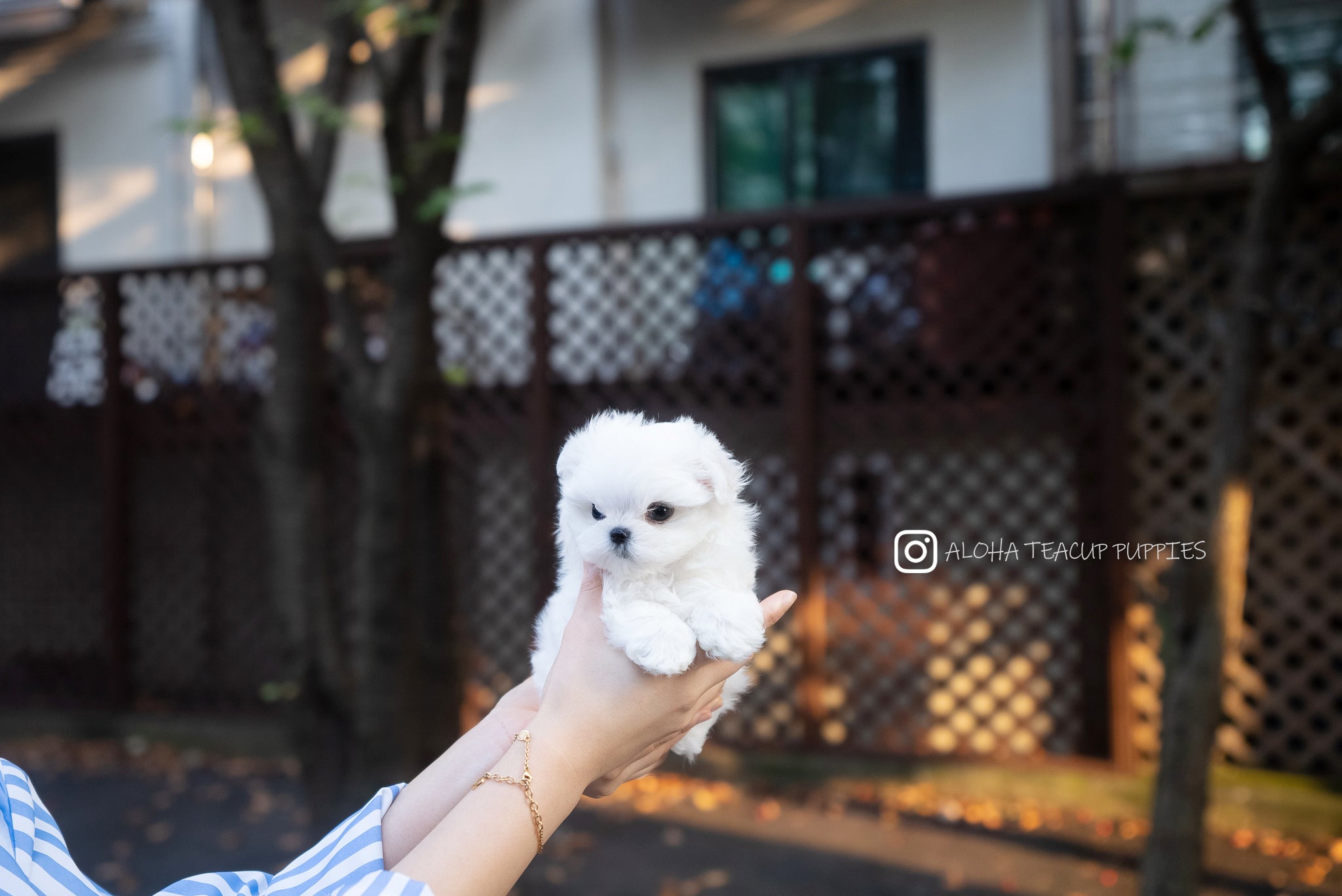 Juniper [TEACUP MALTESE]