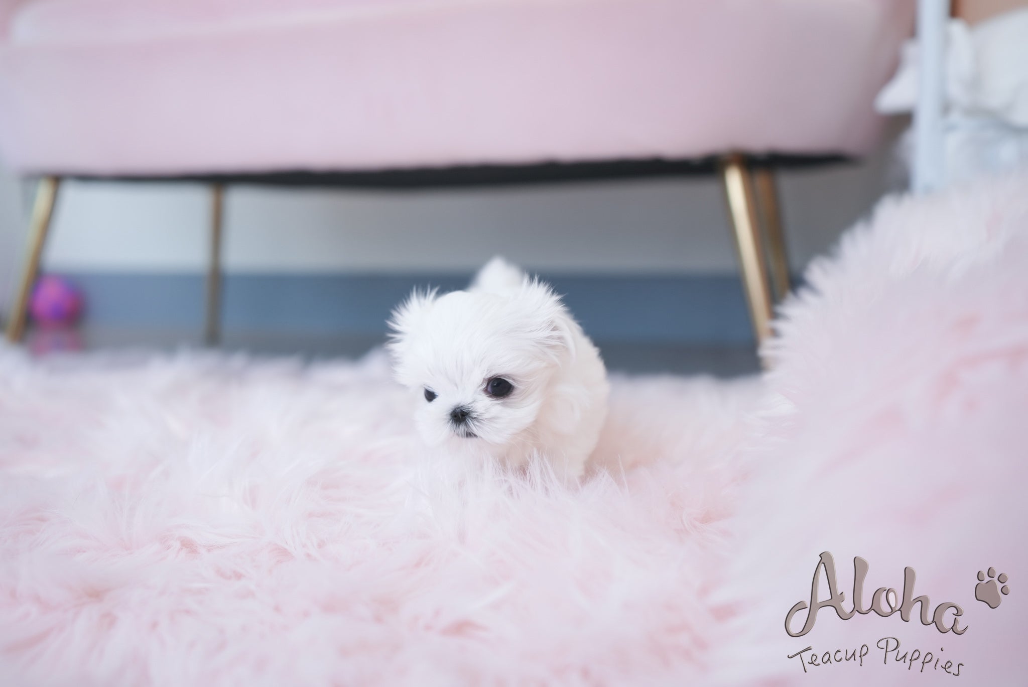 Iris [TEACUP MALTESE]