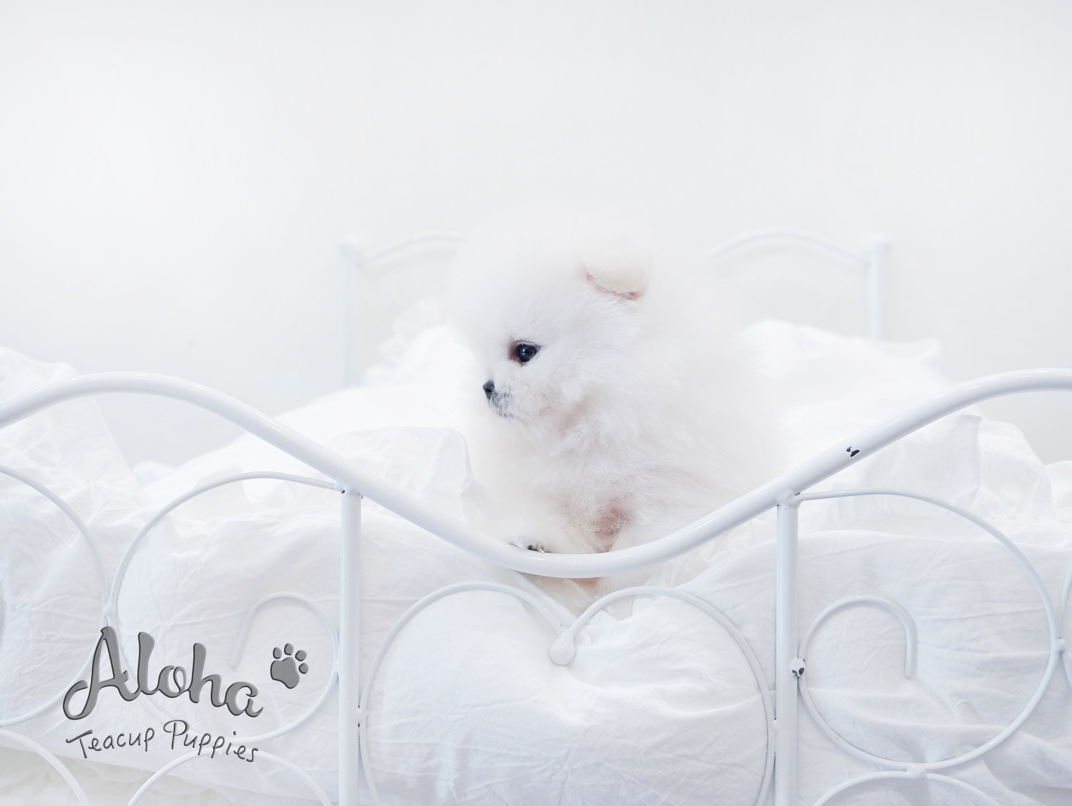Urus [TEACUP POMERANIAN]
