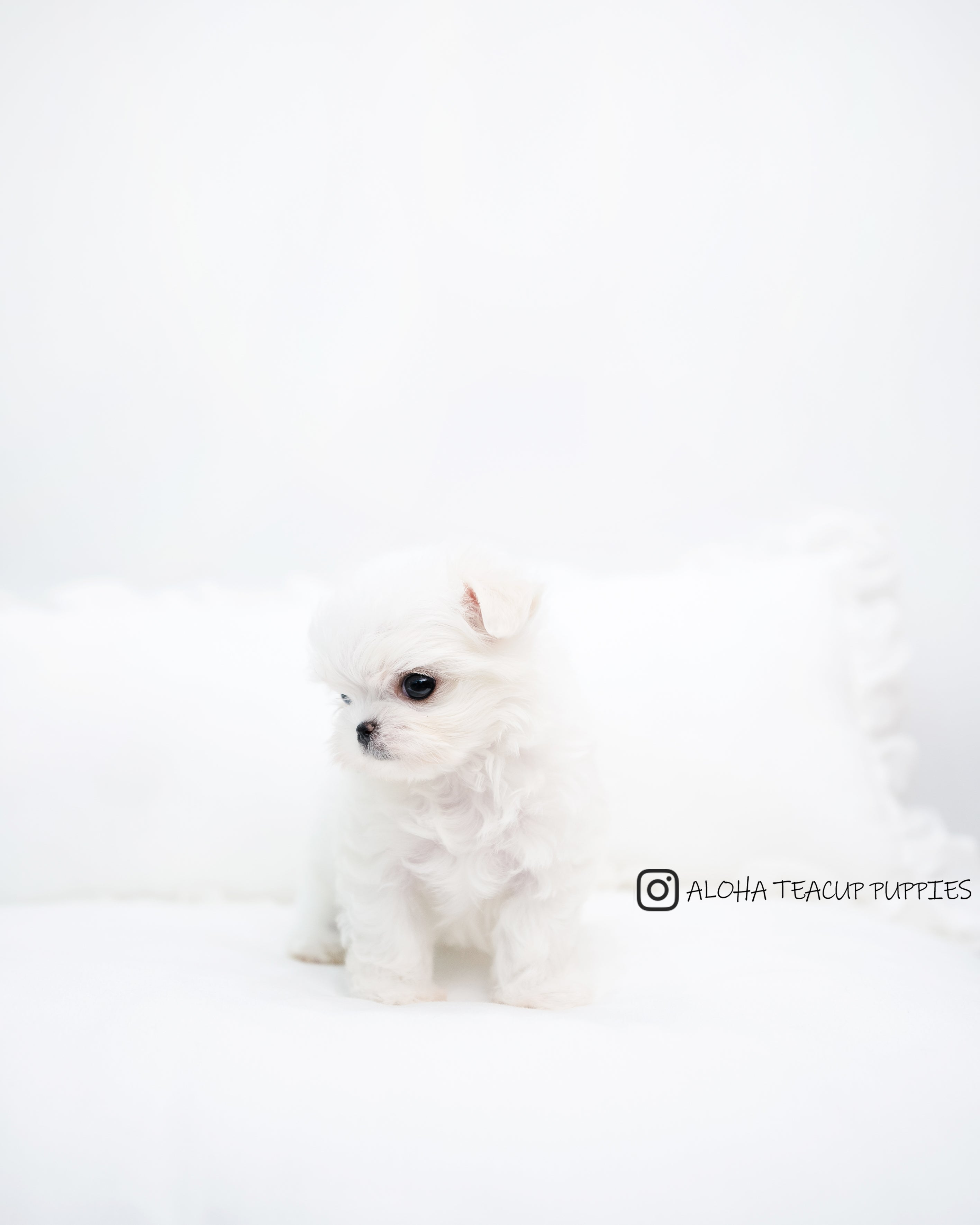 Chico [TEACUP MALTESE]