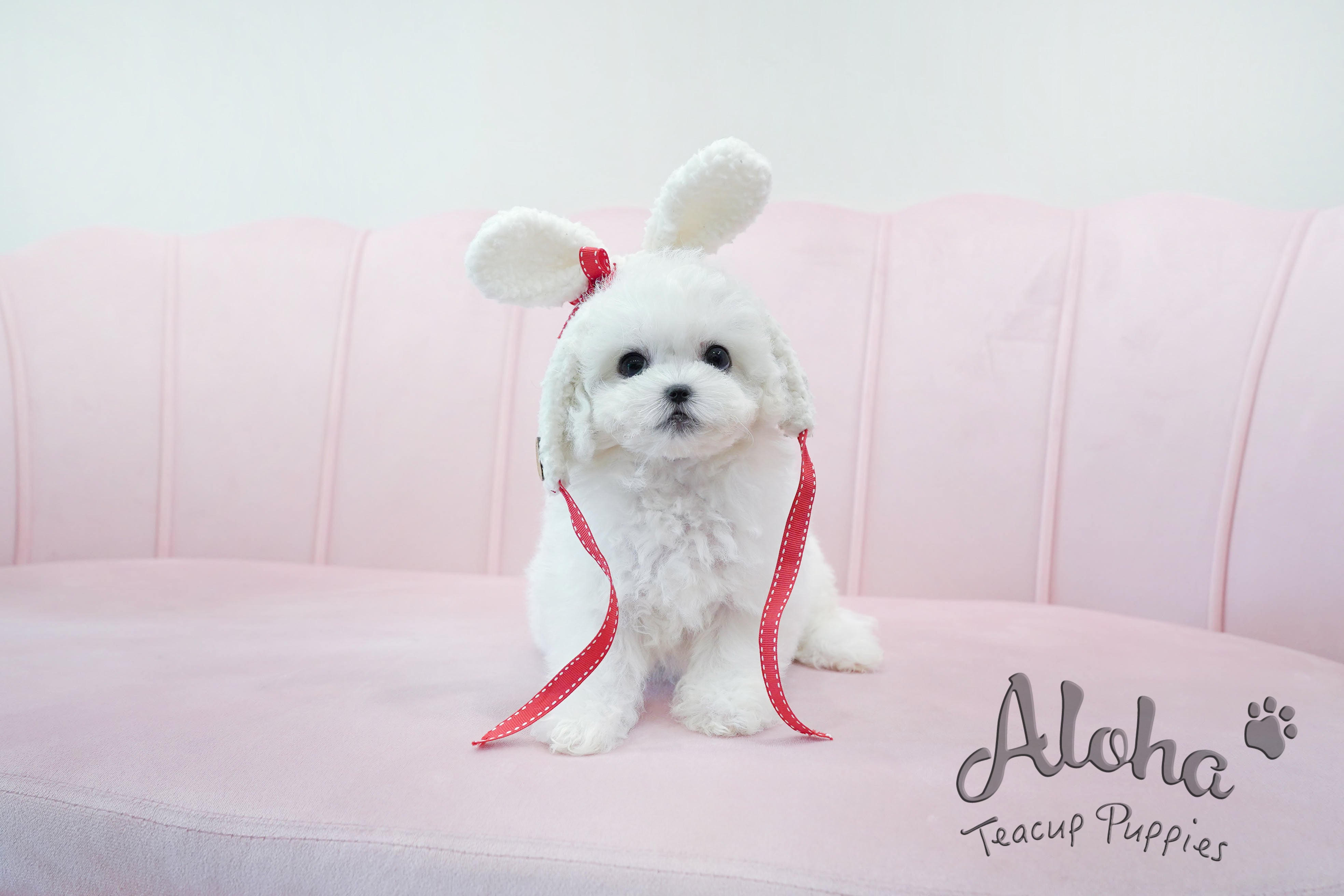 Marshmallow [TEACUP BICHON]