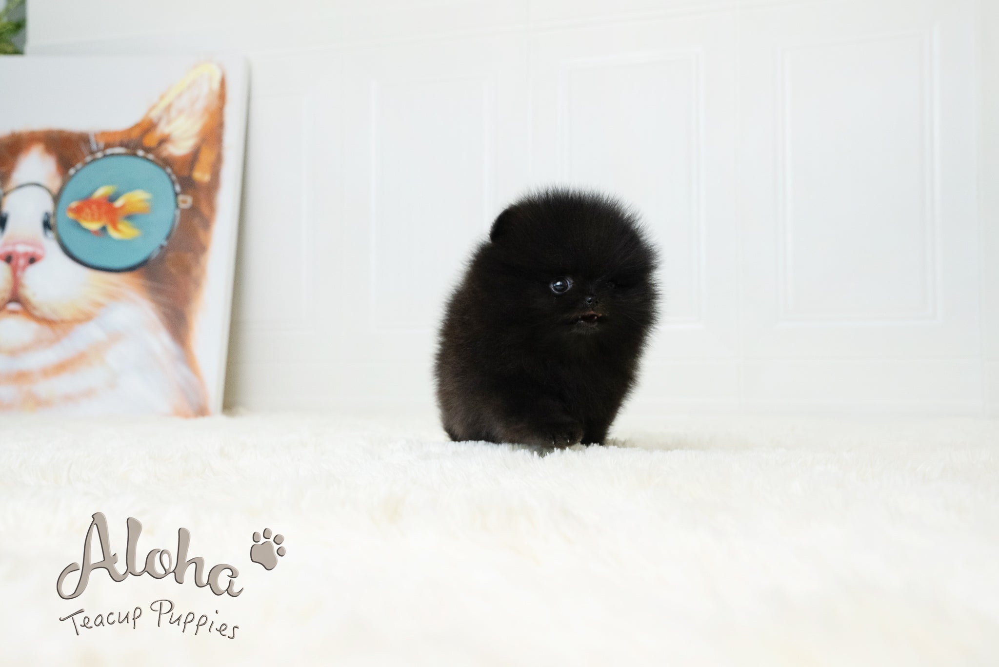 Dante [TEACUP POMERANIAN]