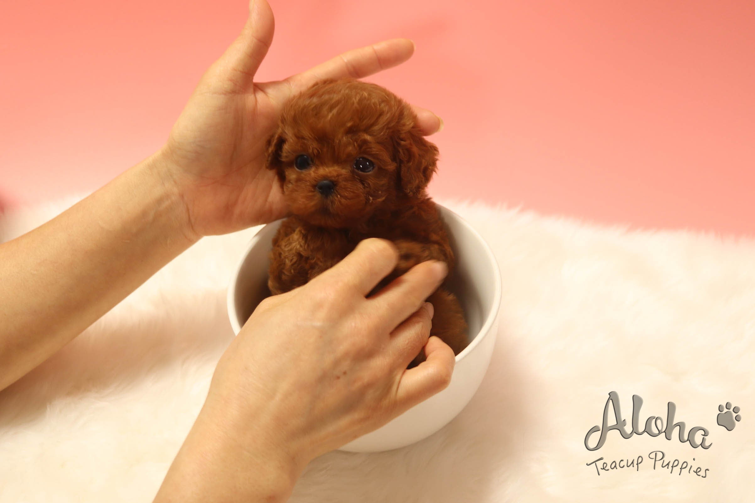 Sold to Jacklyn, Peanut [TEACUP Poodle]