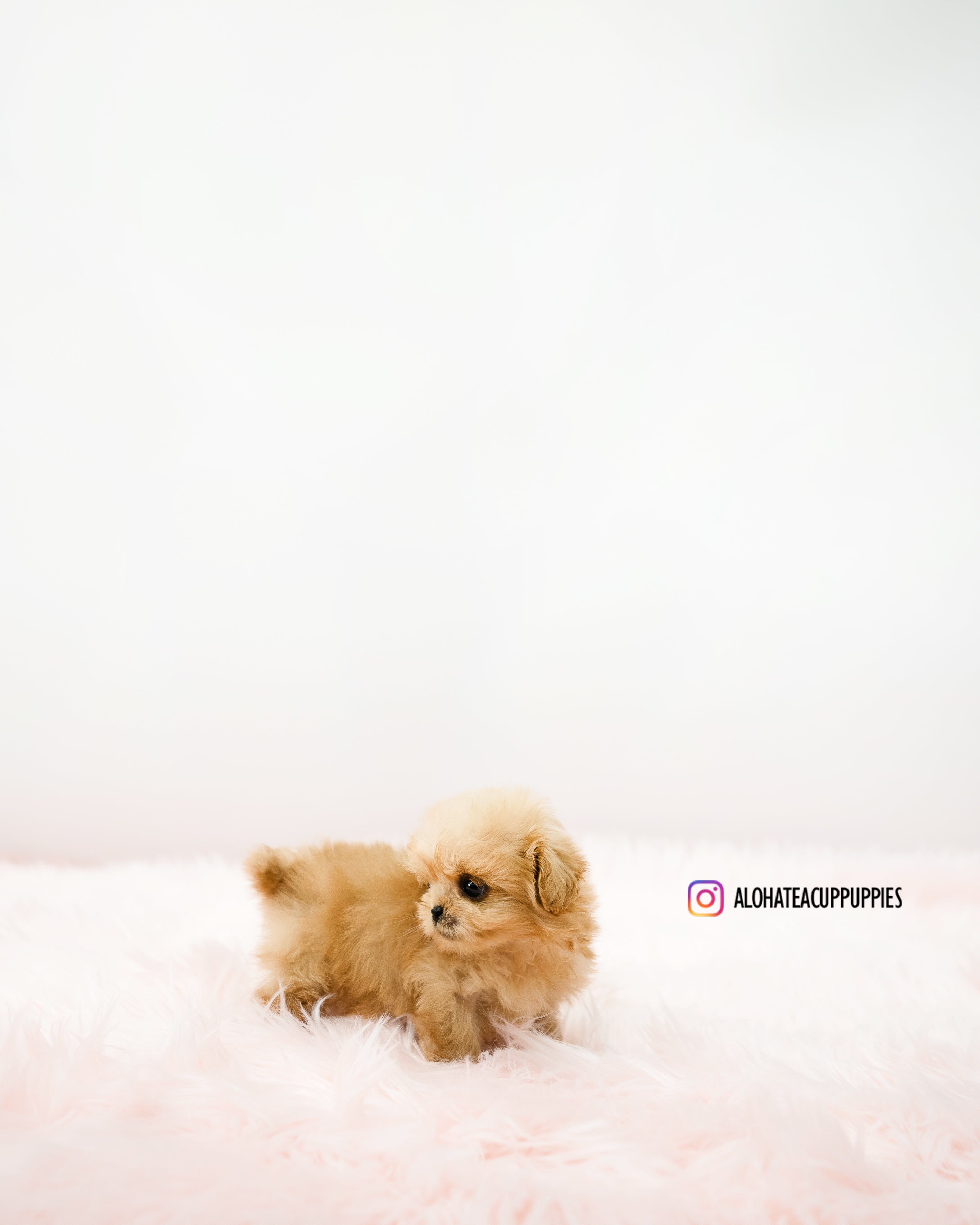 Cooper [TEACUP MALTIPOO]