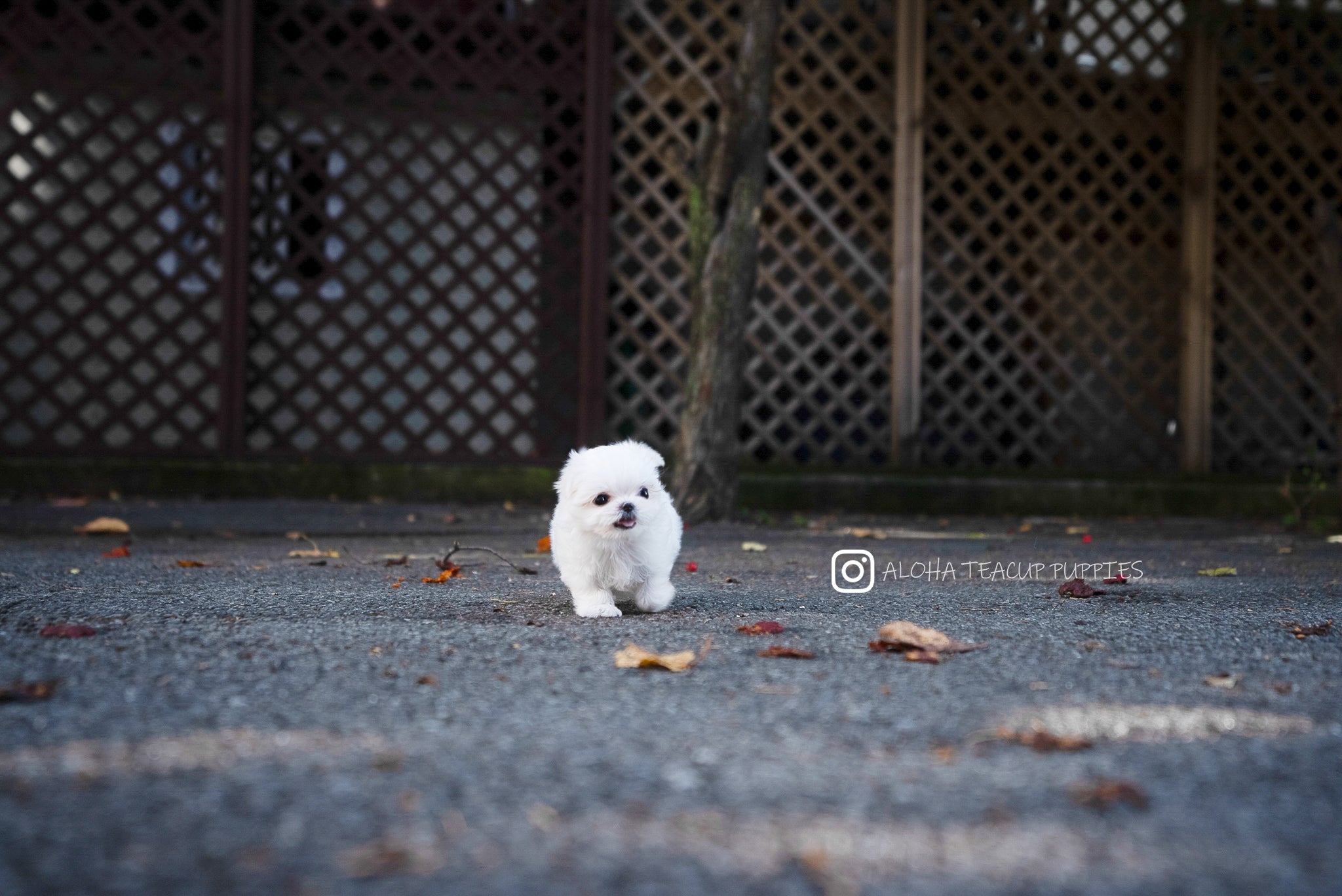 Cara [TEACUP MALTESE]