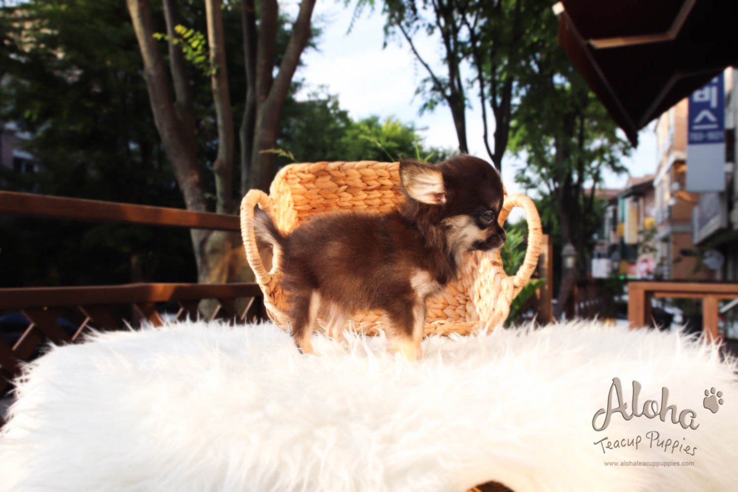 Aries - [Chihuahua]