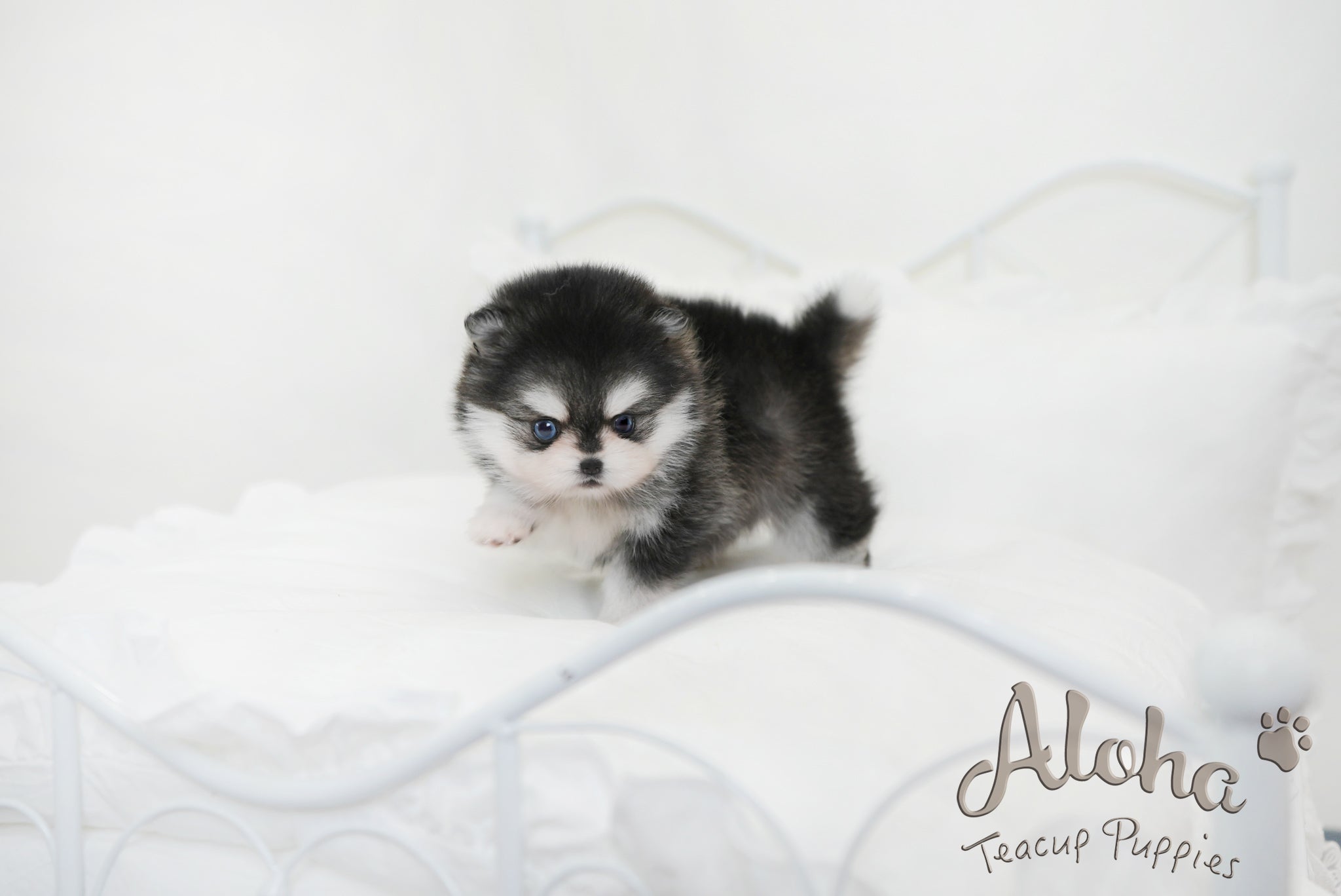 GRACIE [TEACUP Pomsky]