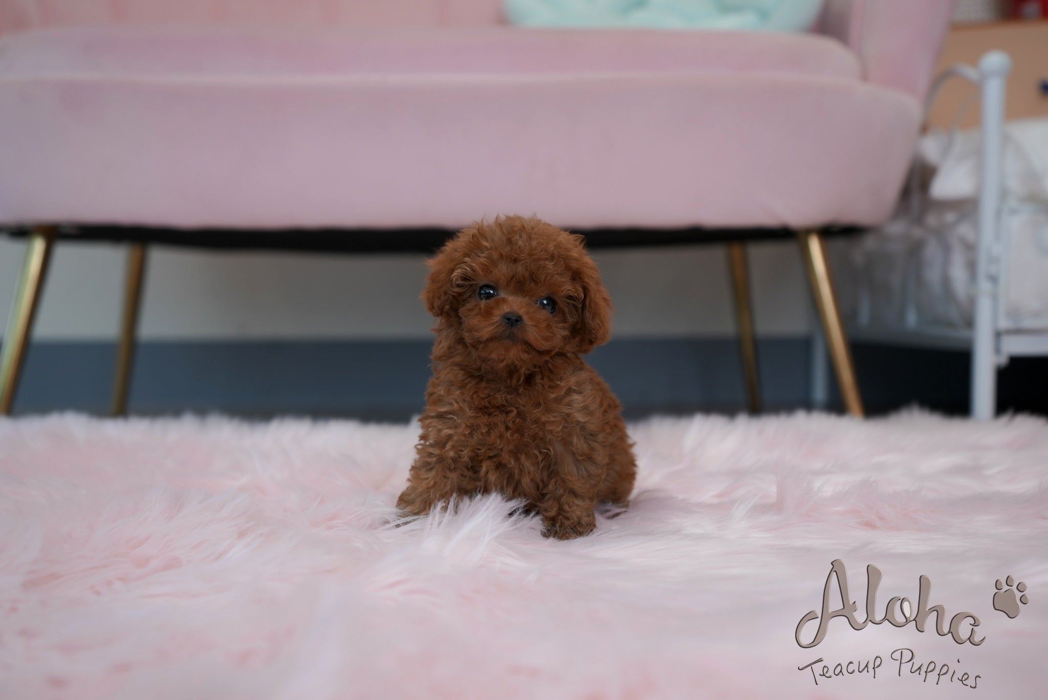 Jane [TEACUP POODLE]