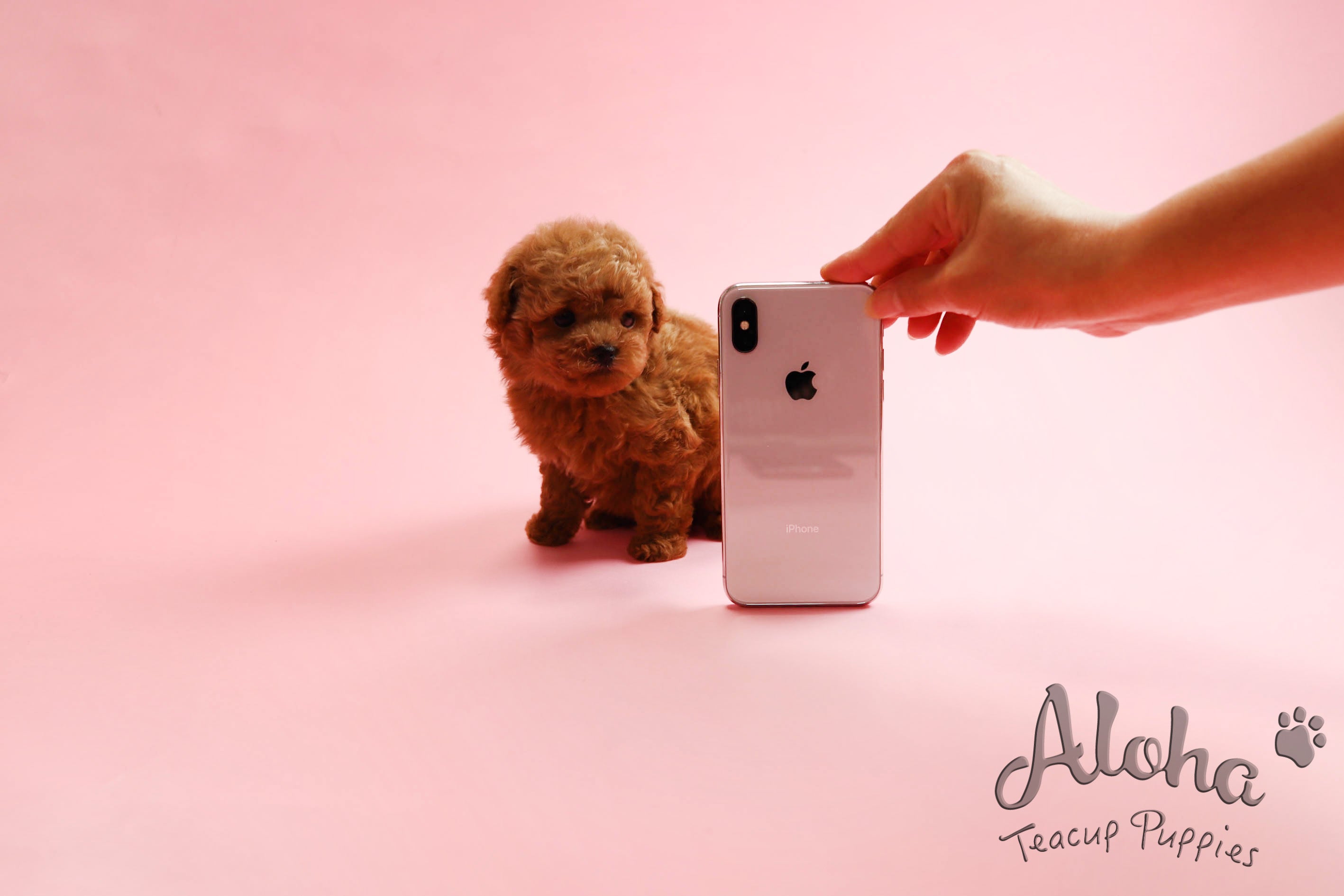 Sold to Rachel, Macaron [Teacup Poodle]