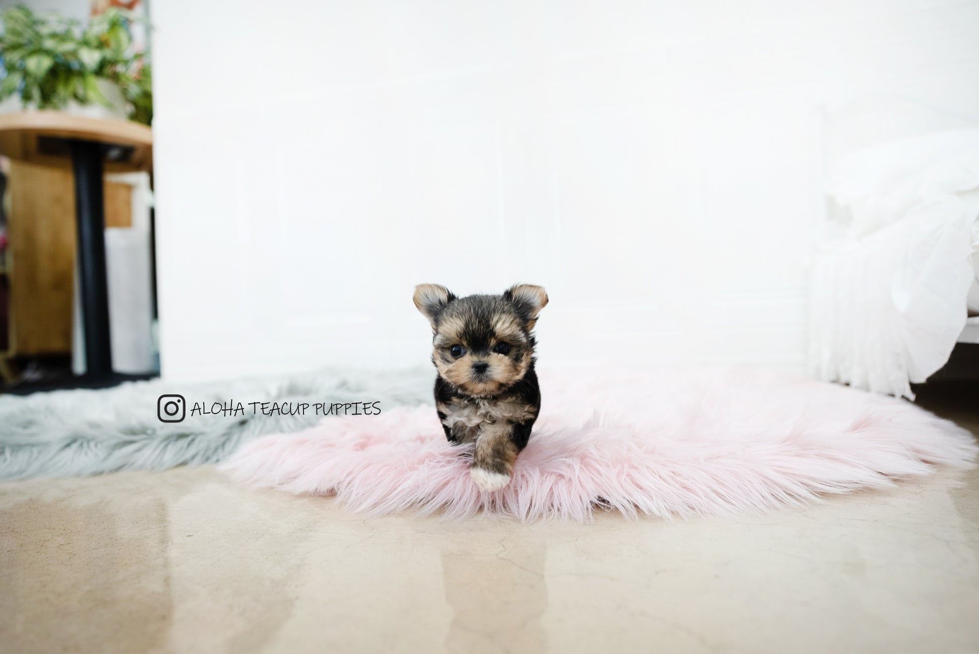 Margo [TEACUP YORKIE]