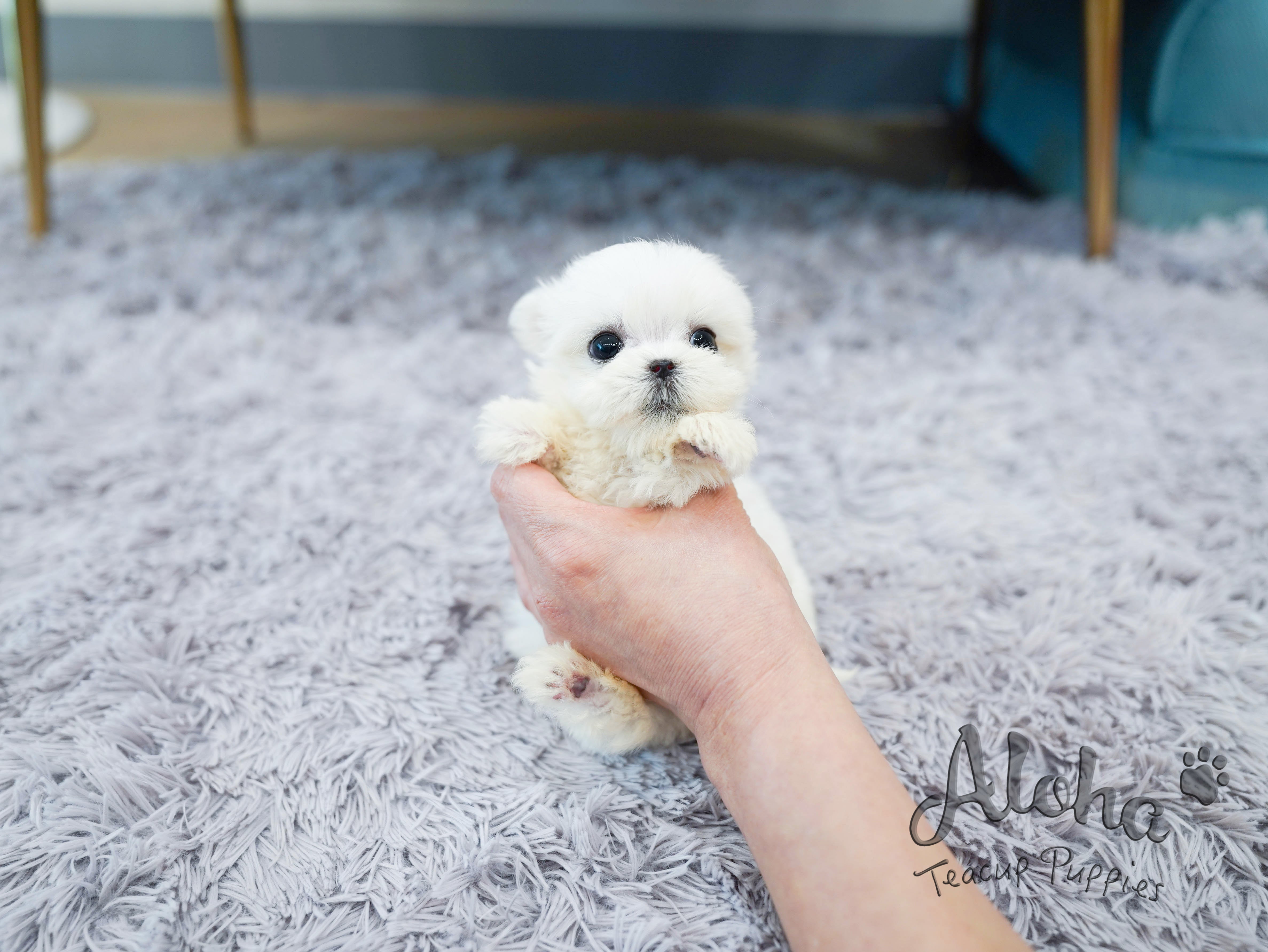 Nana [TEACUP MALTESE]