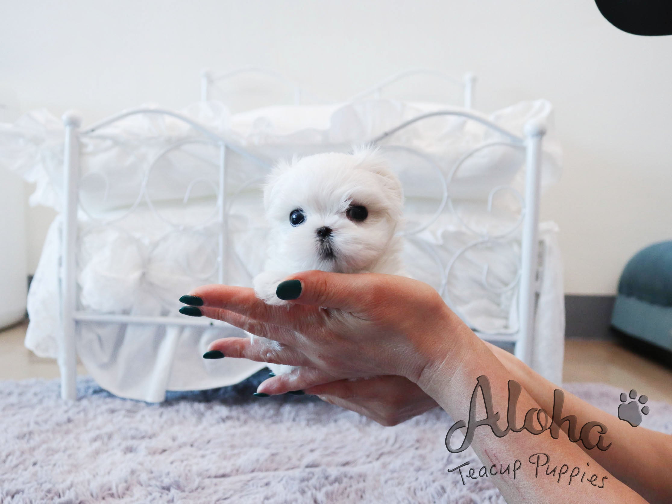 Pawblo [TEACUP MALTESE]