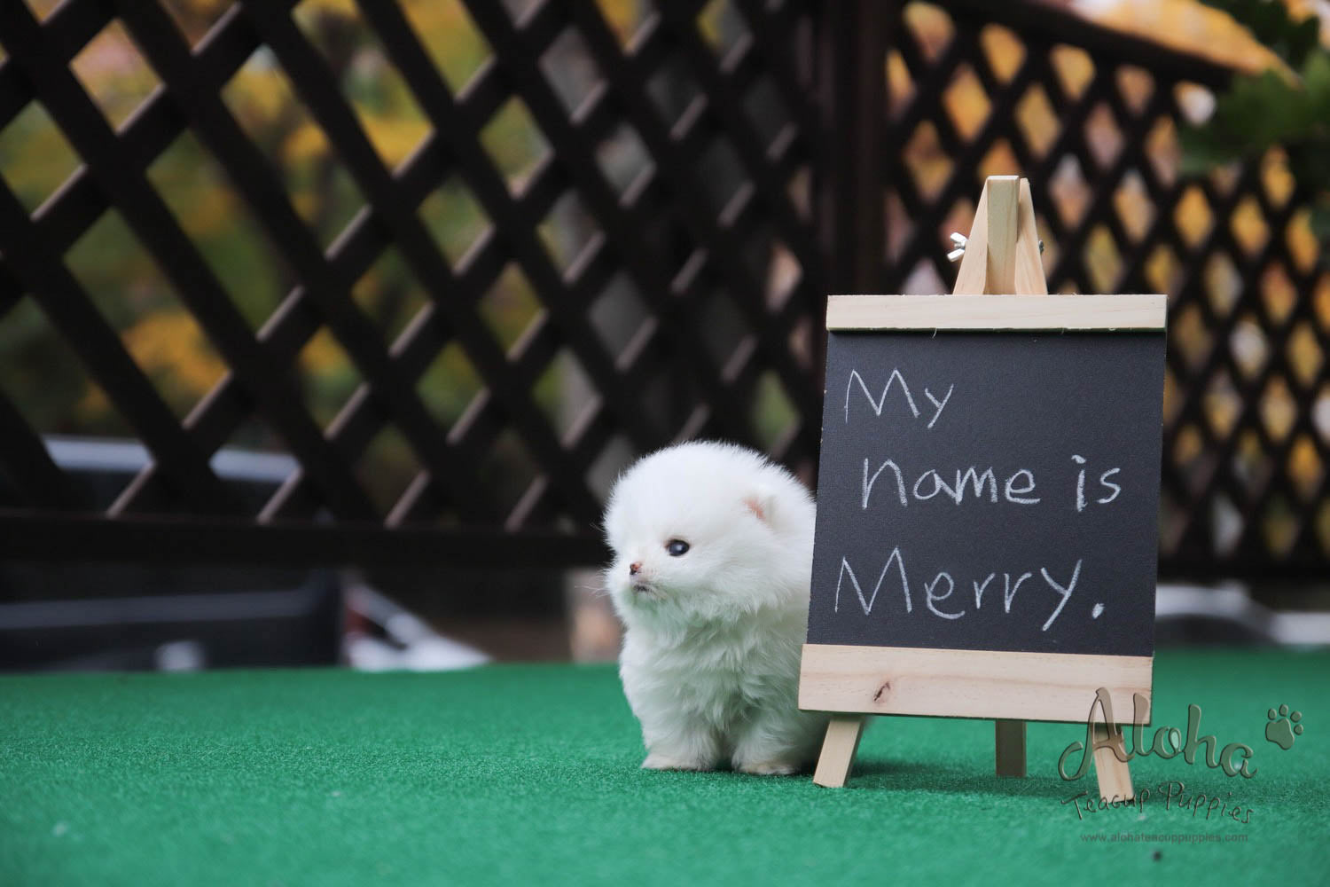Sold to Diana, MERRY [TEACUP POMERANIAN]