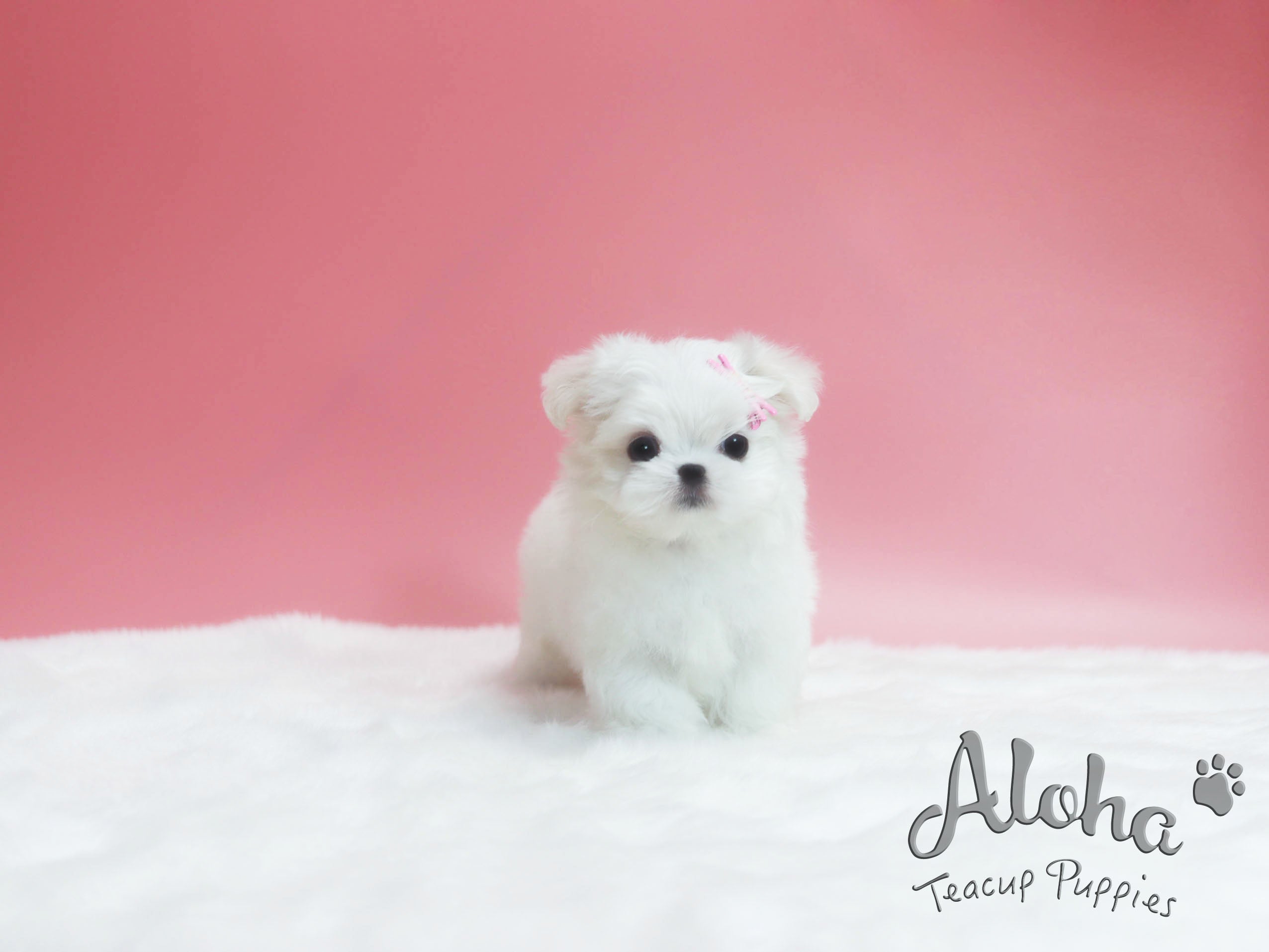 Dorothy [TEACUP MALTESE]