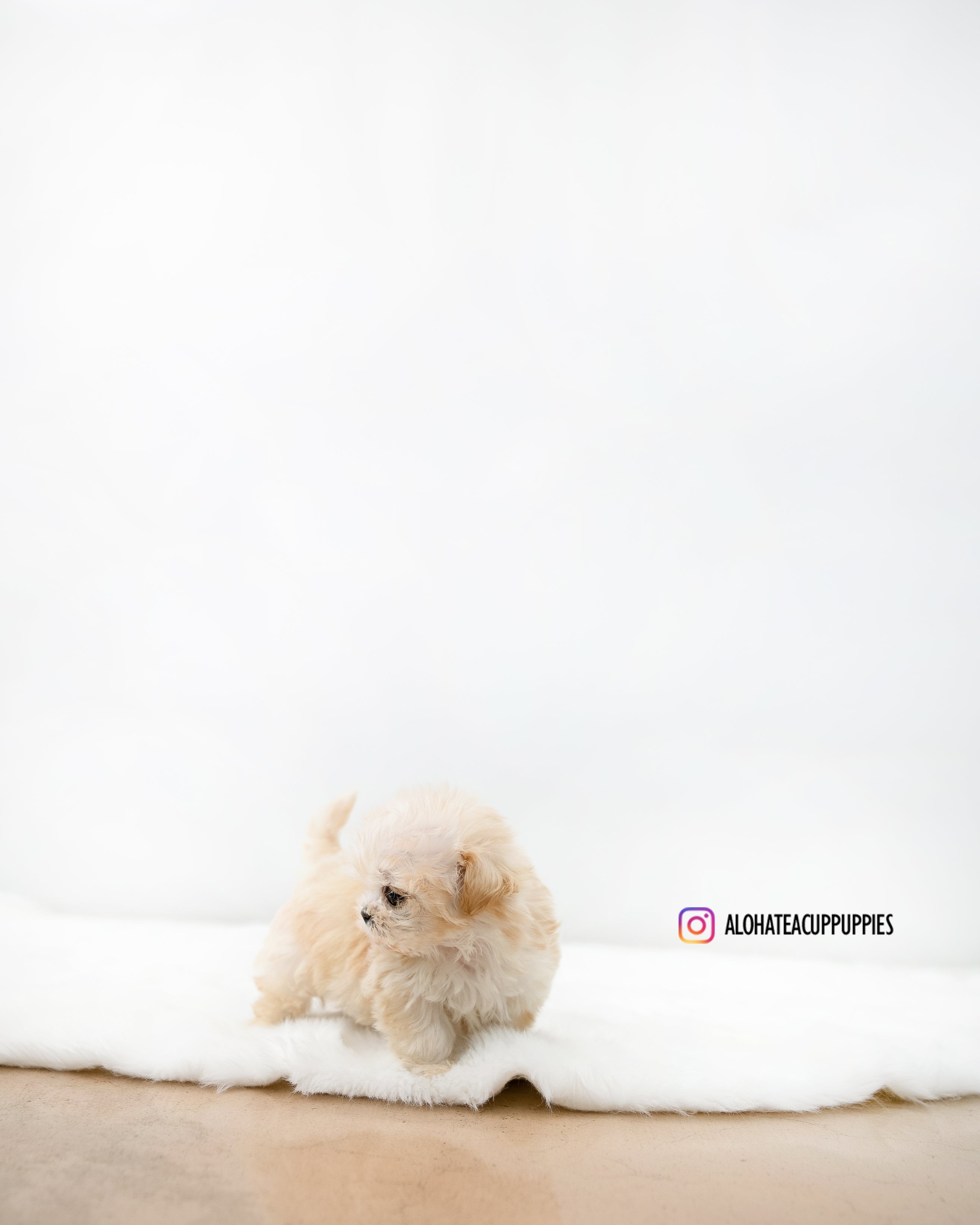 Lottie [TEACUP MALTIPOO]