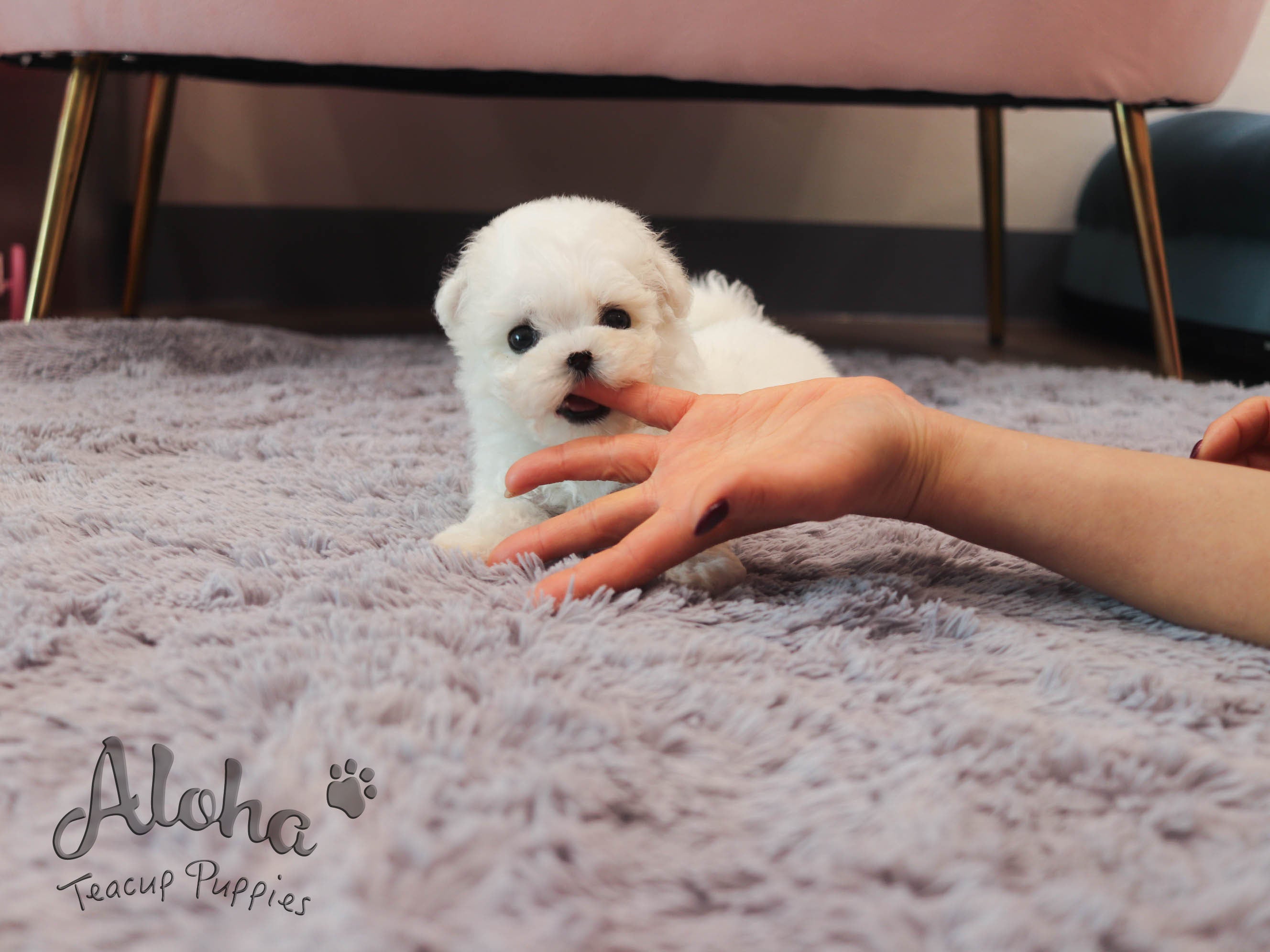 Sandy [TEACUP BICHON]