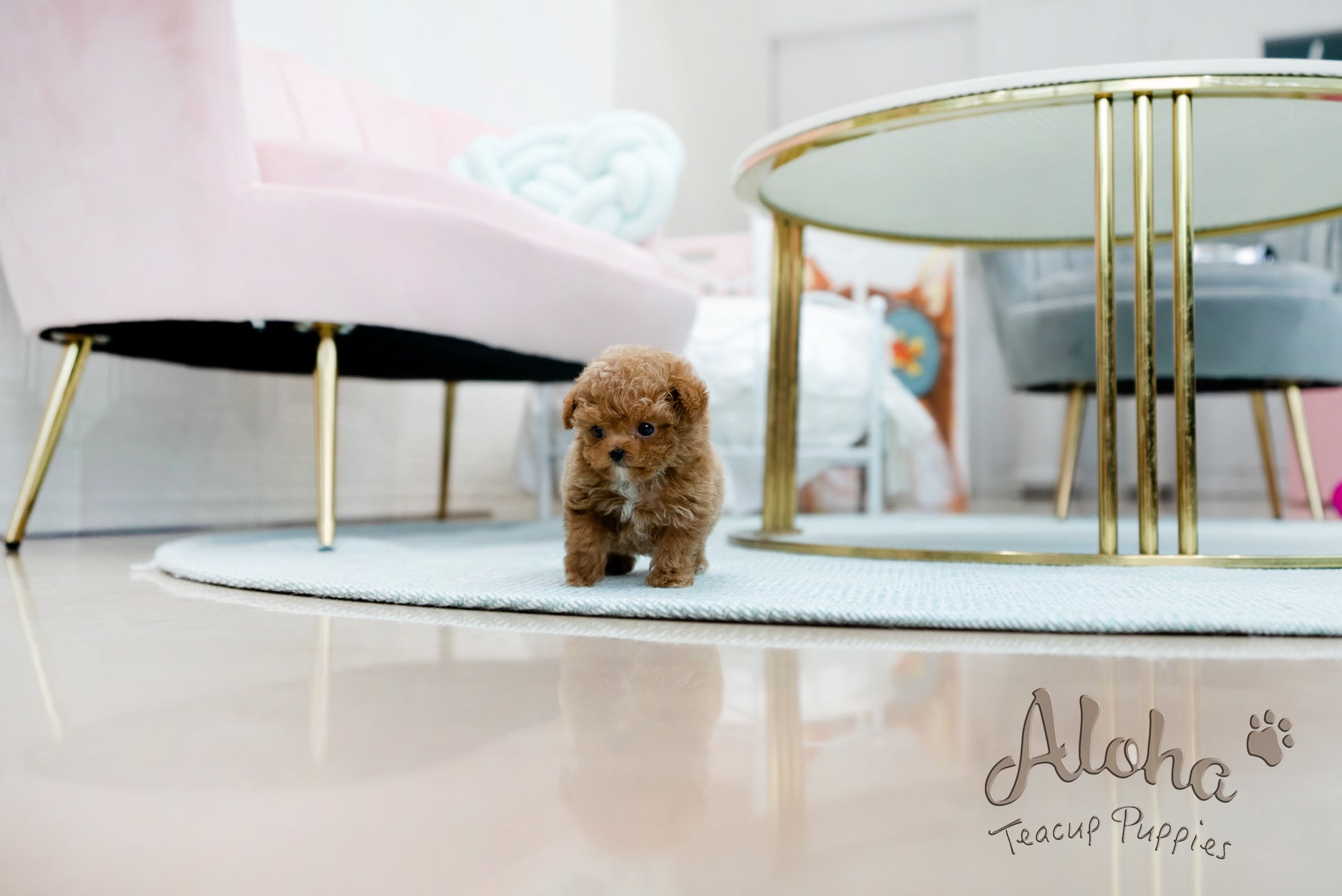 Peanut [TEACUP POODLE]