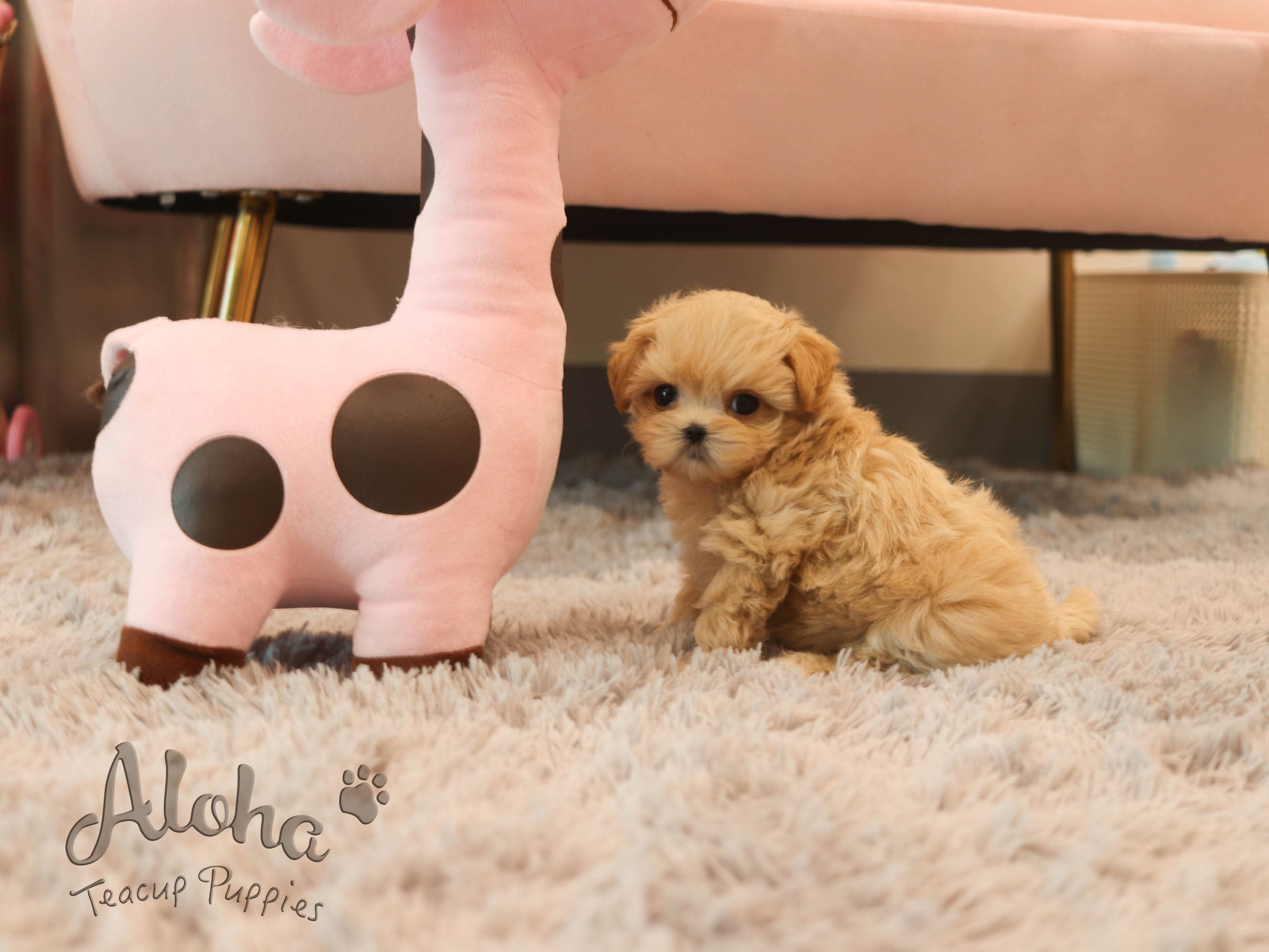 Mango [TEACUP MALTIPOO]