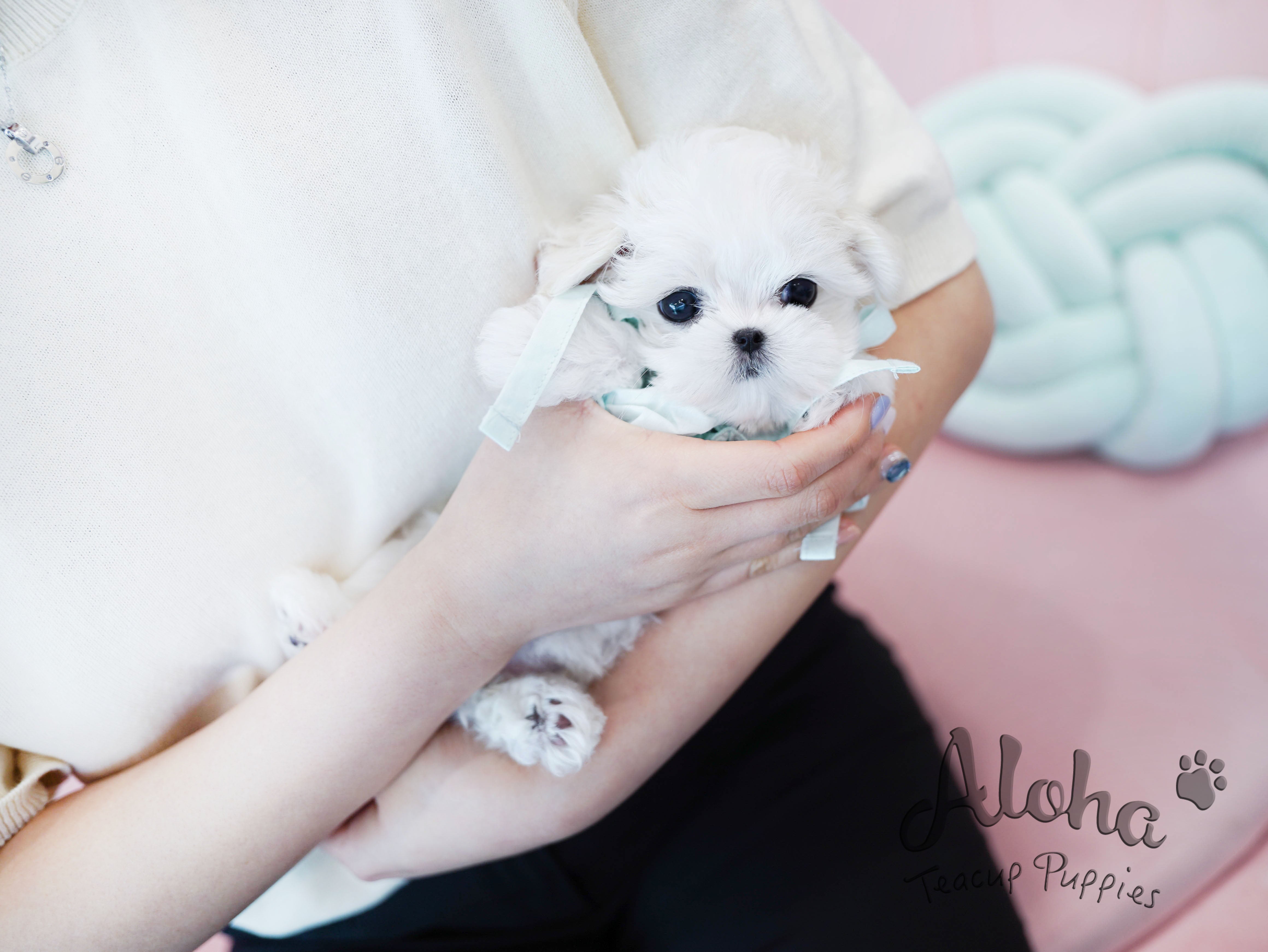 Agata [TEACUP MALTESE]