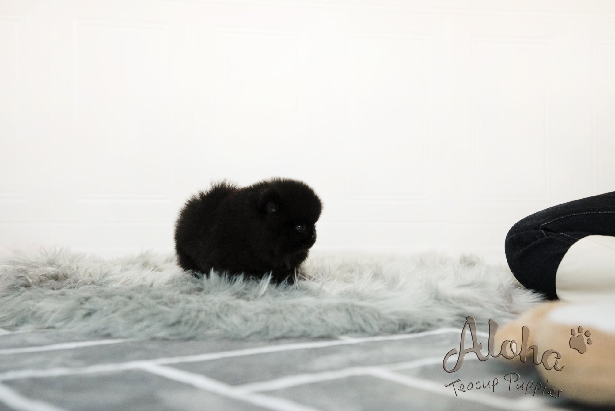 Audrey [TEACUP POMERANIAN]