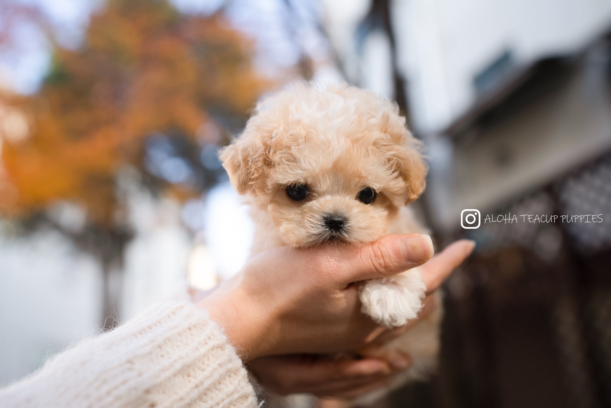 Maru [Maltipoo TOY]