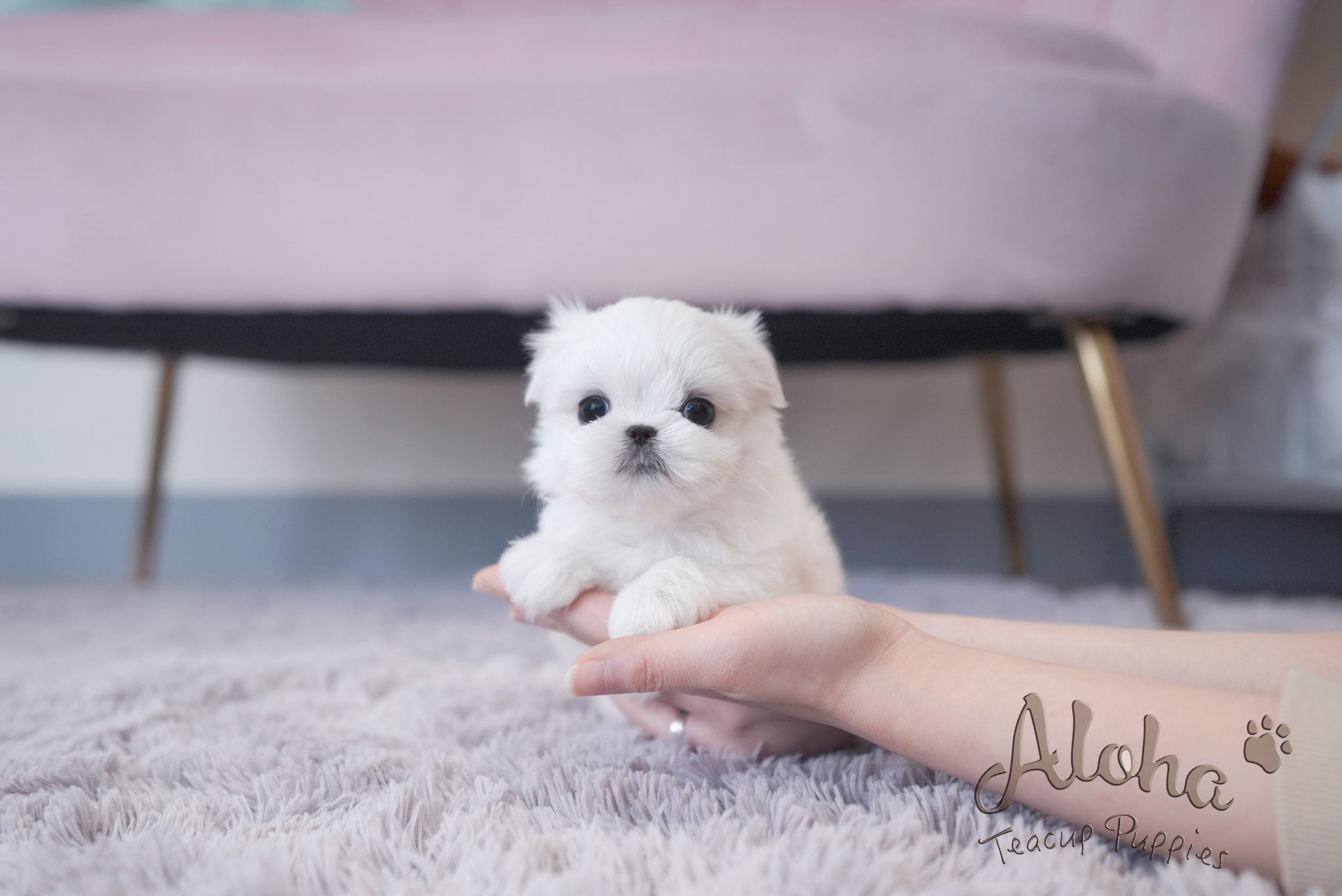 Louie [TEACUP MALTESE]