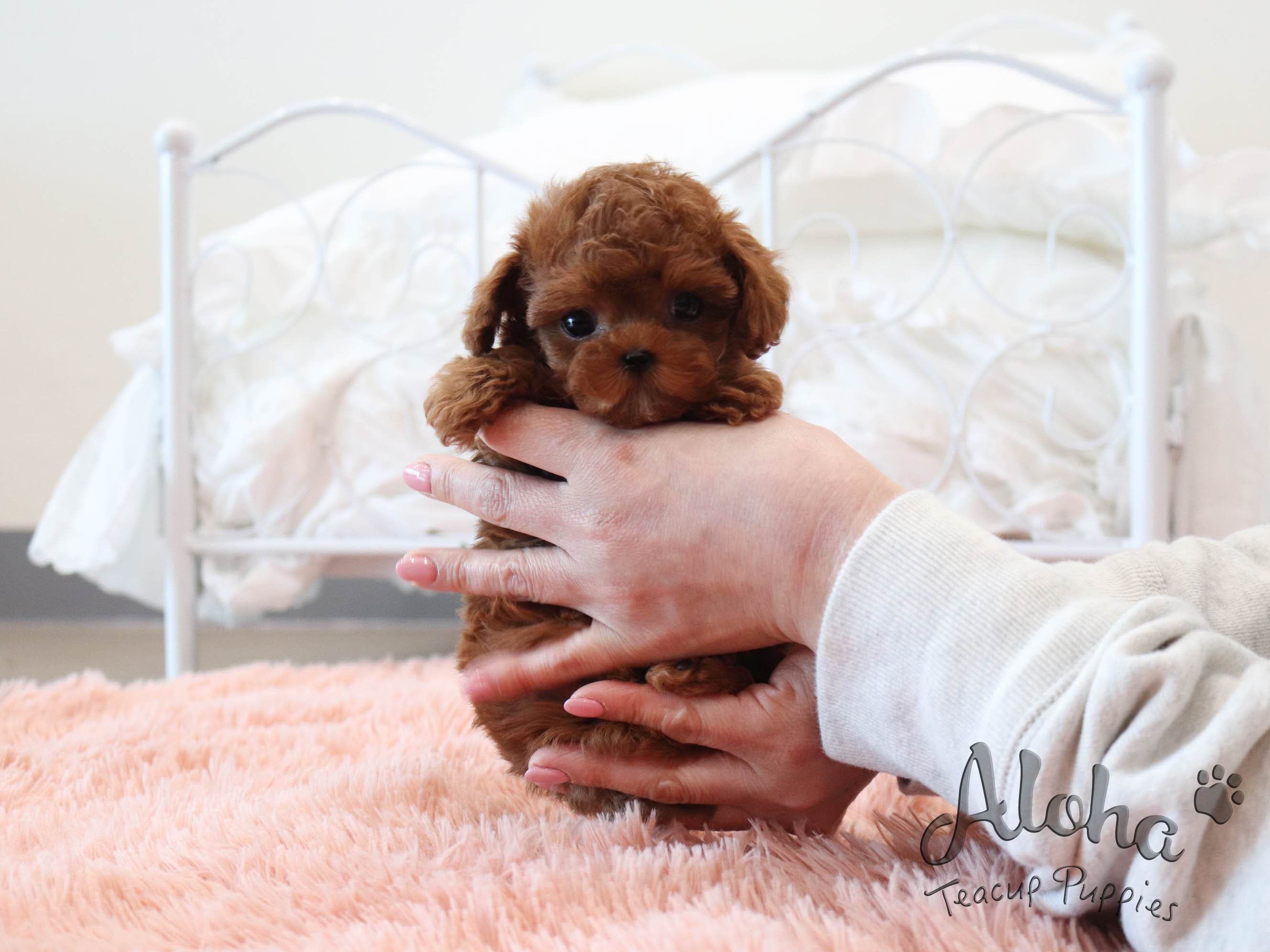 Luna [TEACUP POODLE]