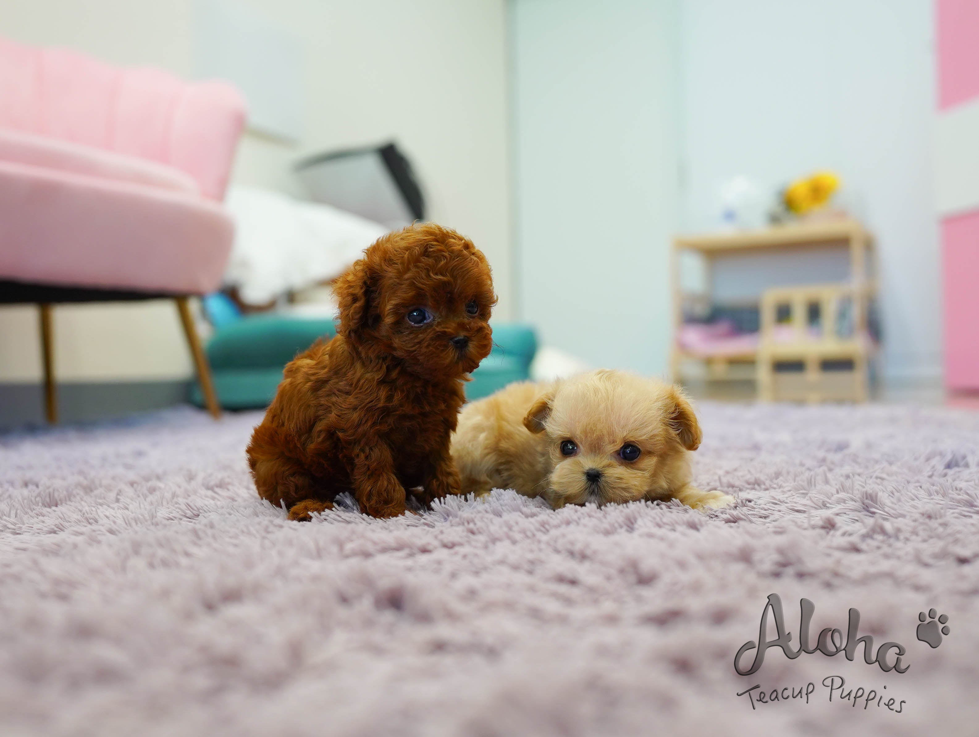 MACARON [TEACUP POODLE]