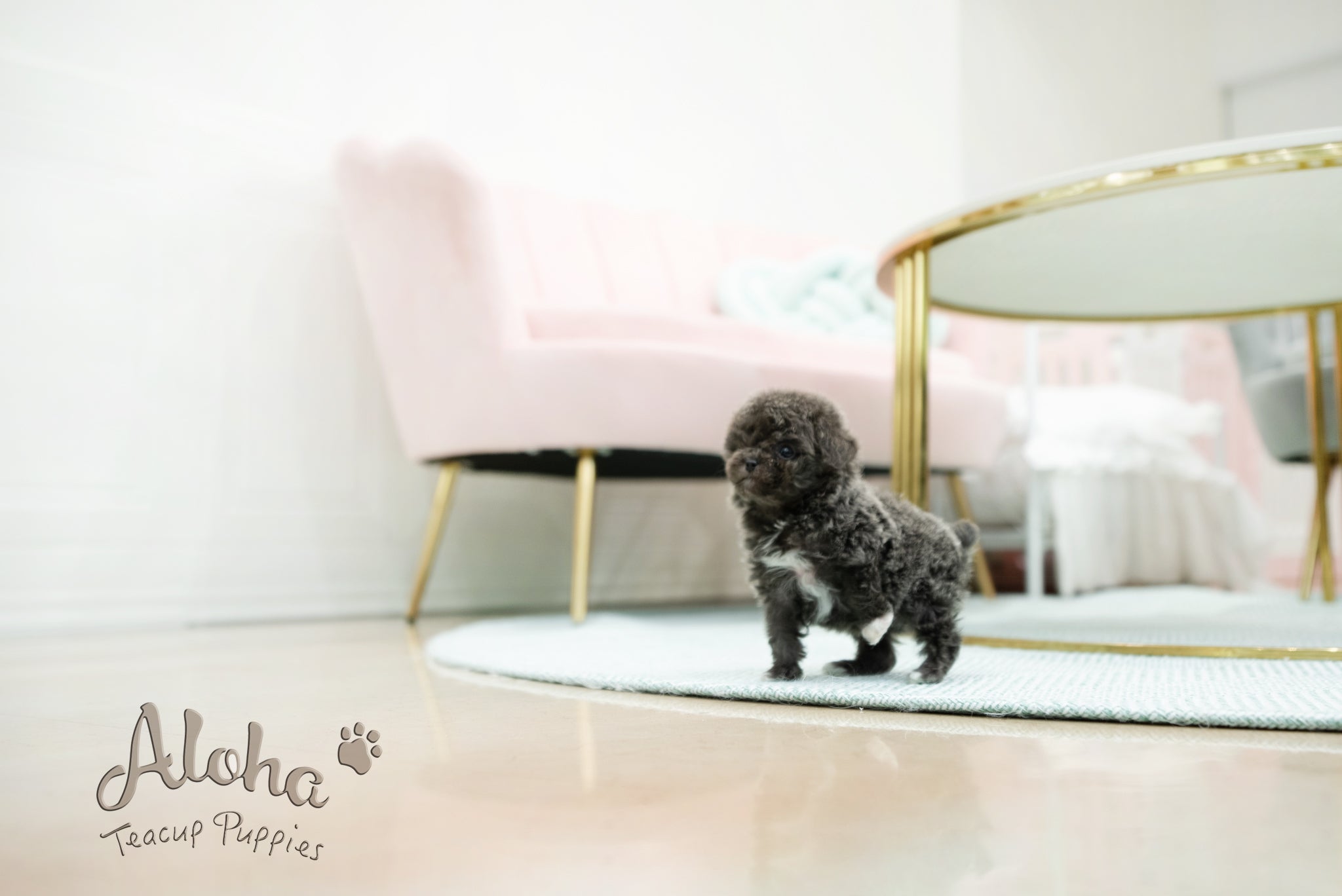 Ian [TEACUP POODLE]