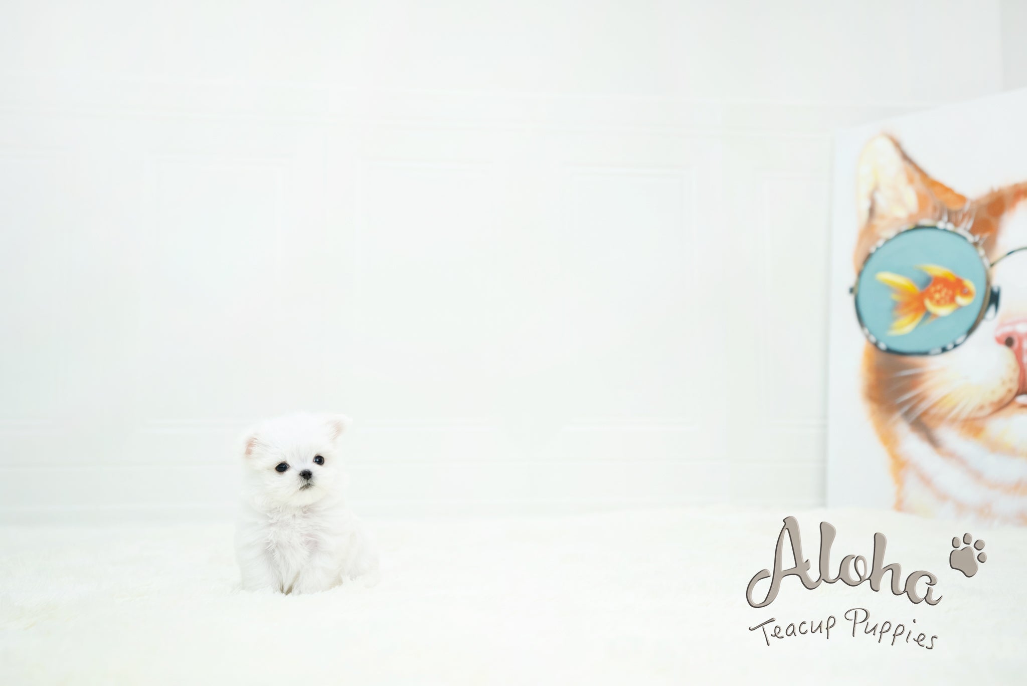 Chloe [TEACUP MALTESE]