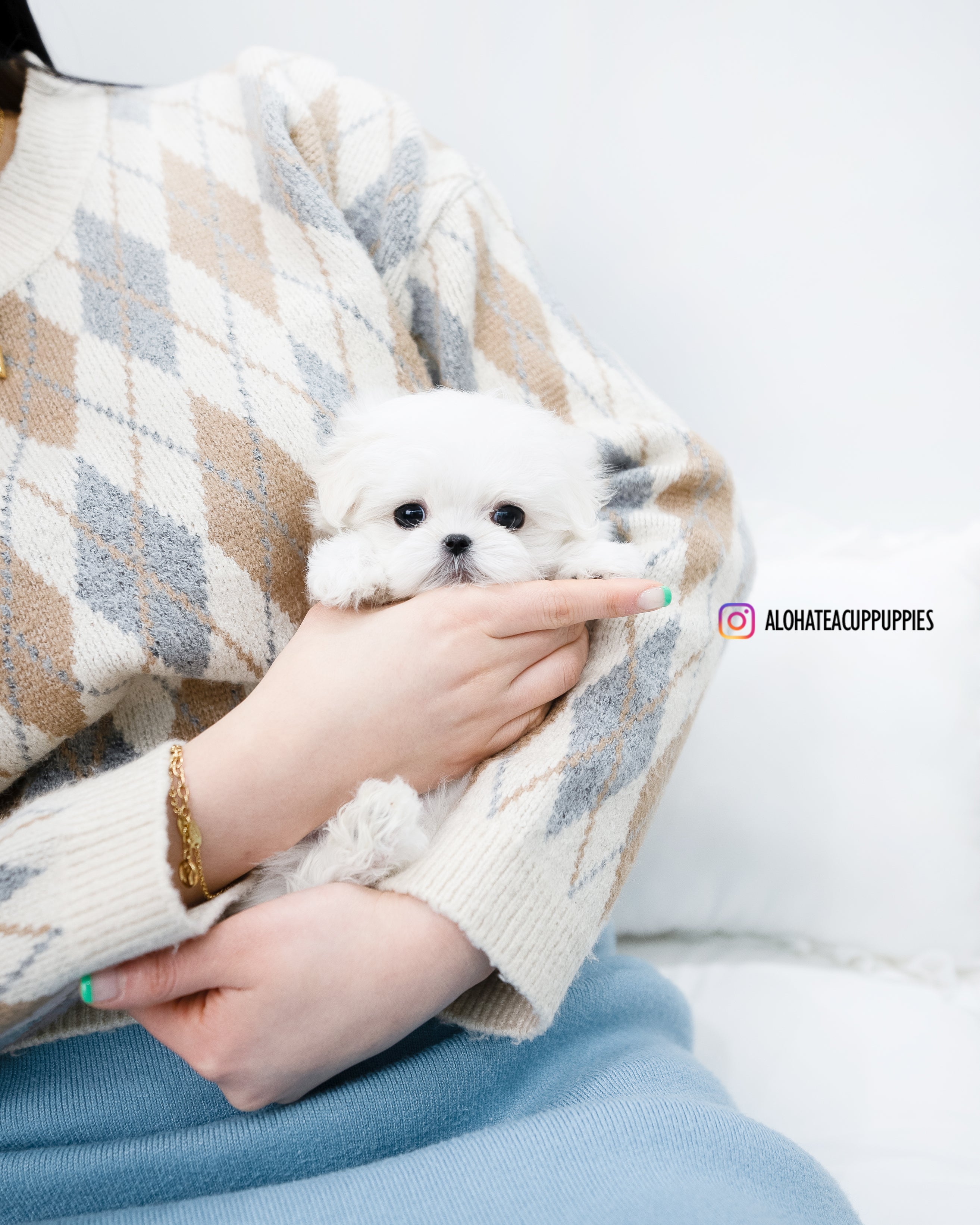 Berry [TEACUP MALTESE]