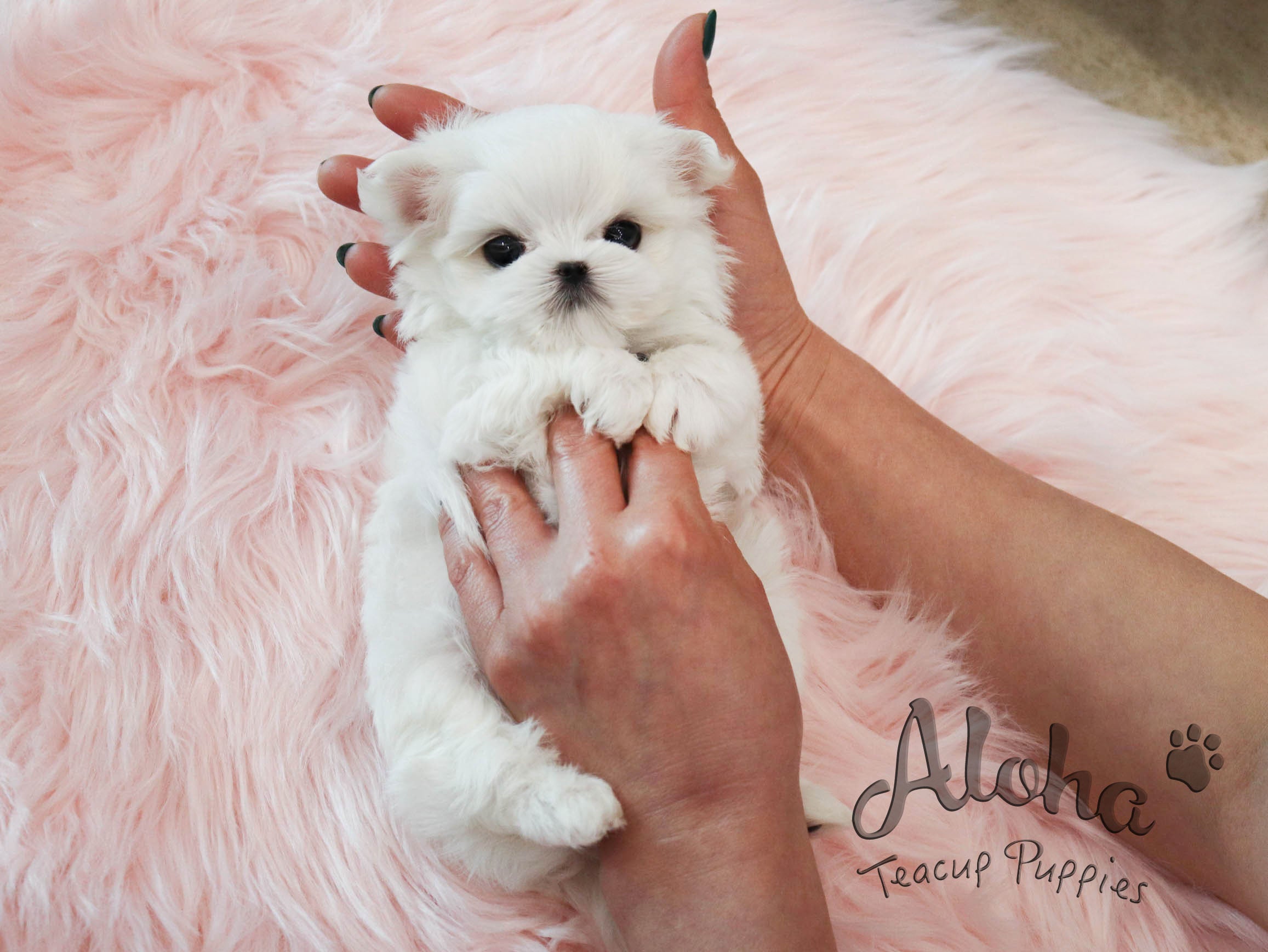 Montblanc [TEACUP MALTESE]