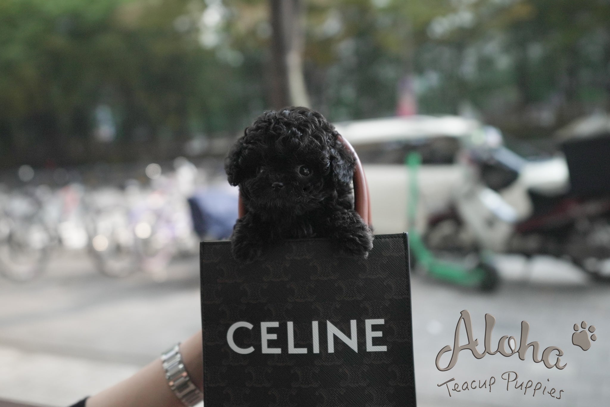 Chloe [TEACUP POODLE]