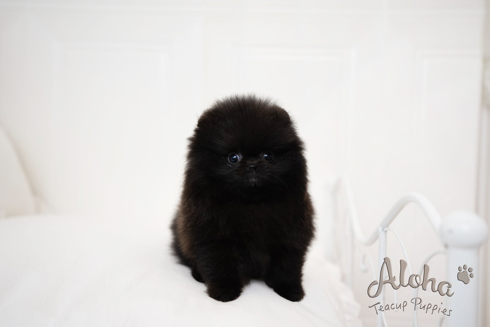zoe [TEACUP POMERANIAN]