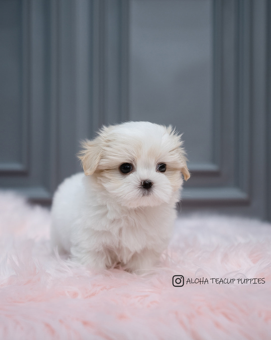 Austin [Mini Coton De Tulear]