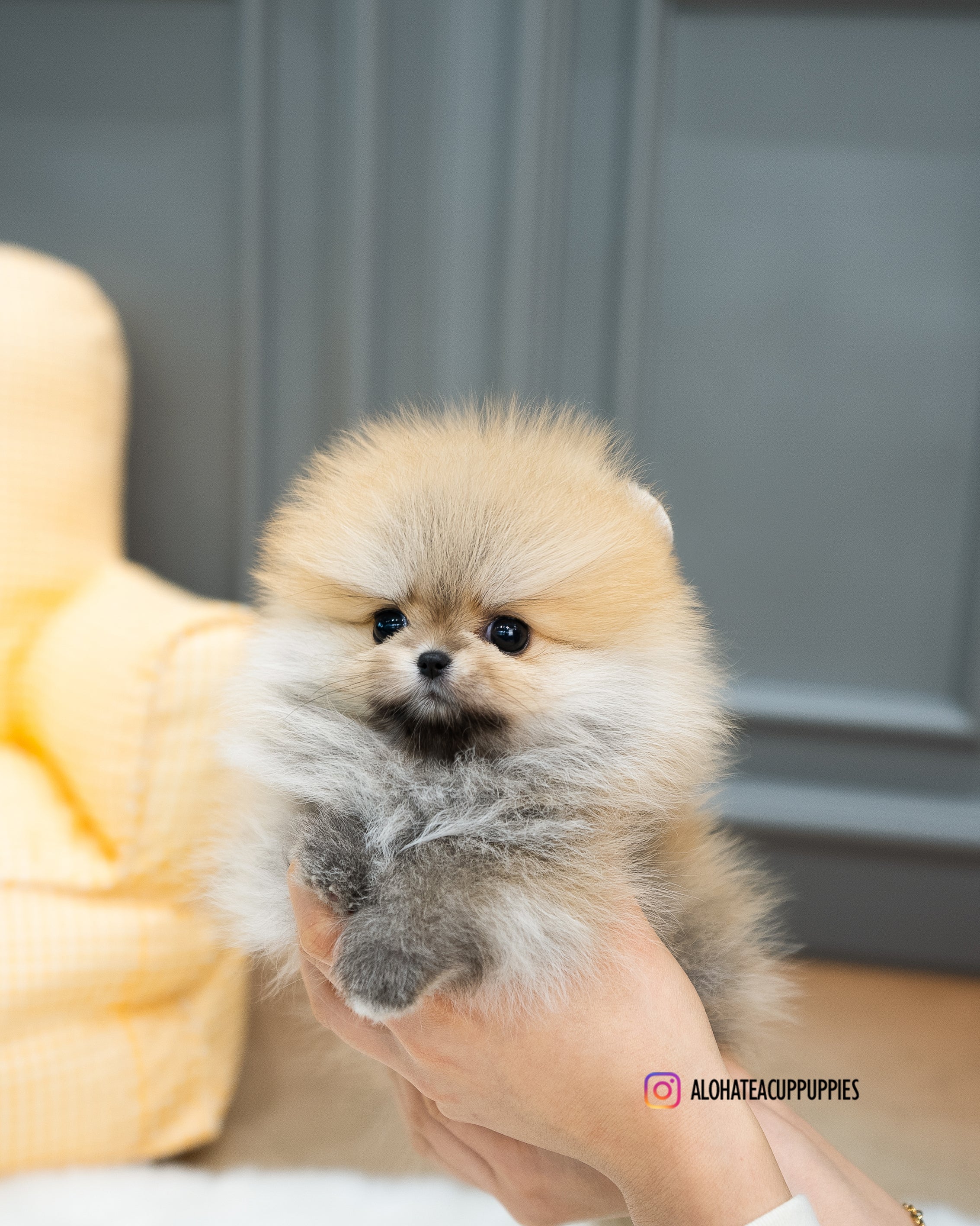 Reese [POMERANIA TAZA DE TÉ]