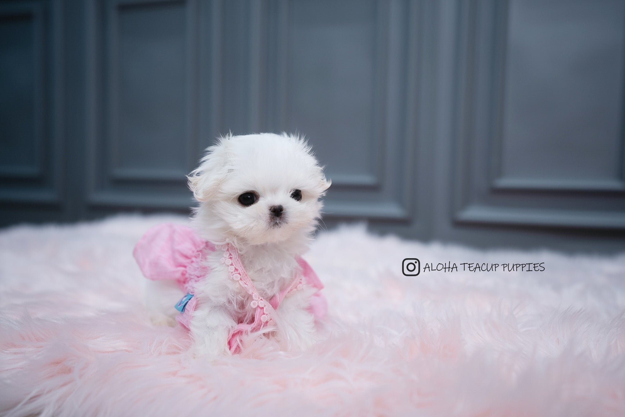 Aria [TEACUP MALTESE]