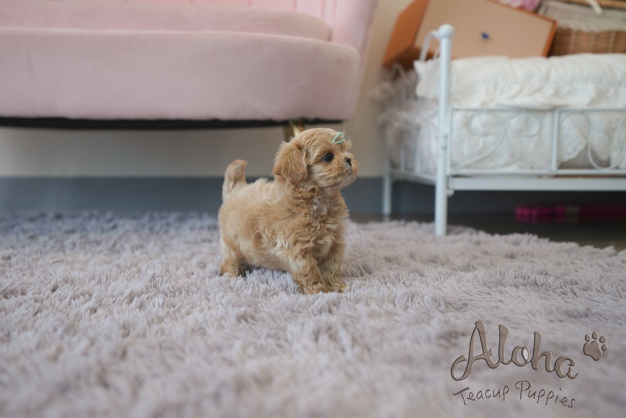 Paco [TEACUP MALTIPOO]