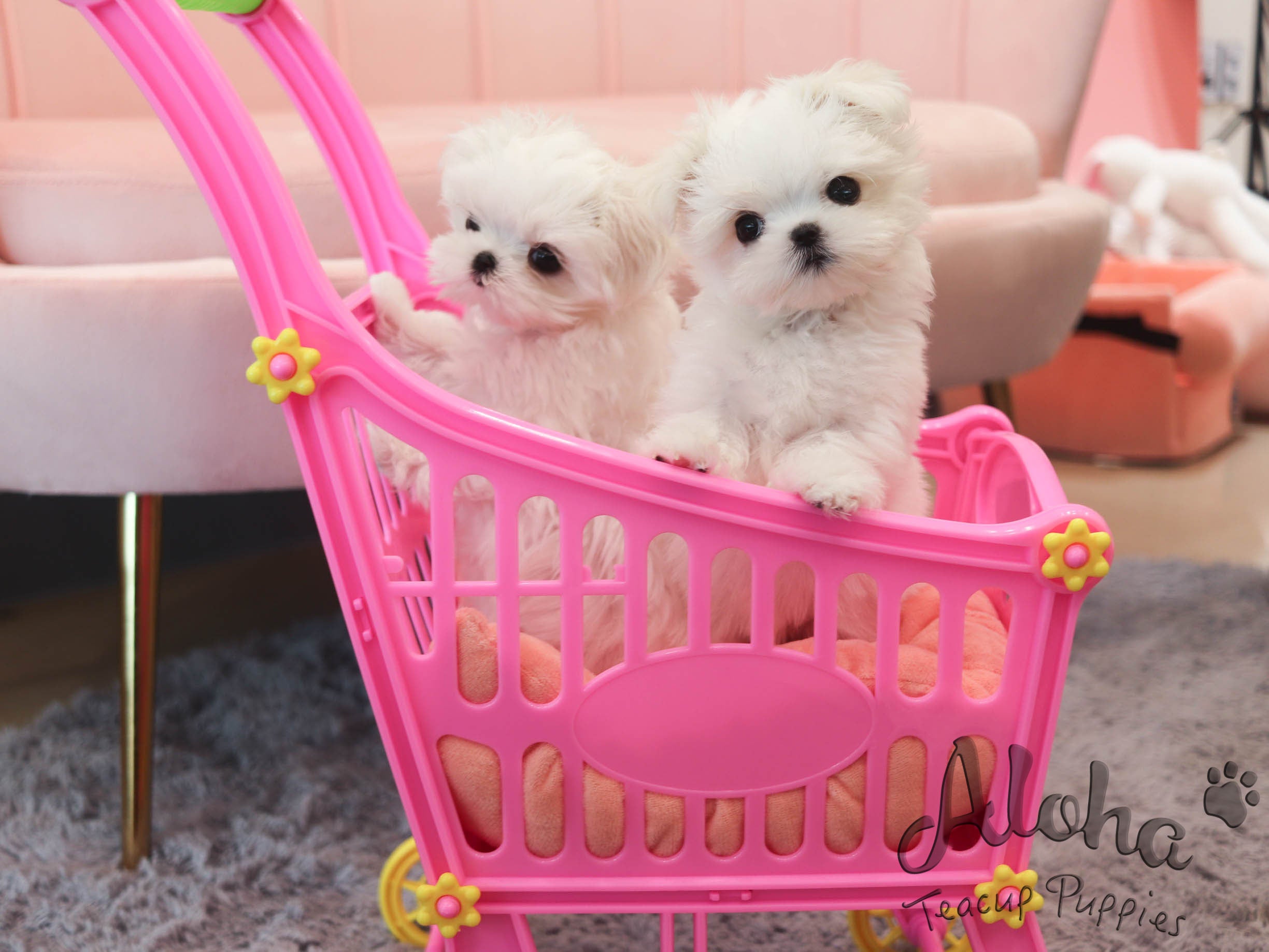Anna [TEACUP MALTESE]