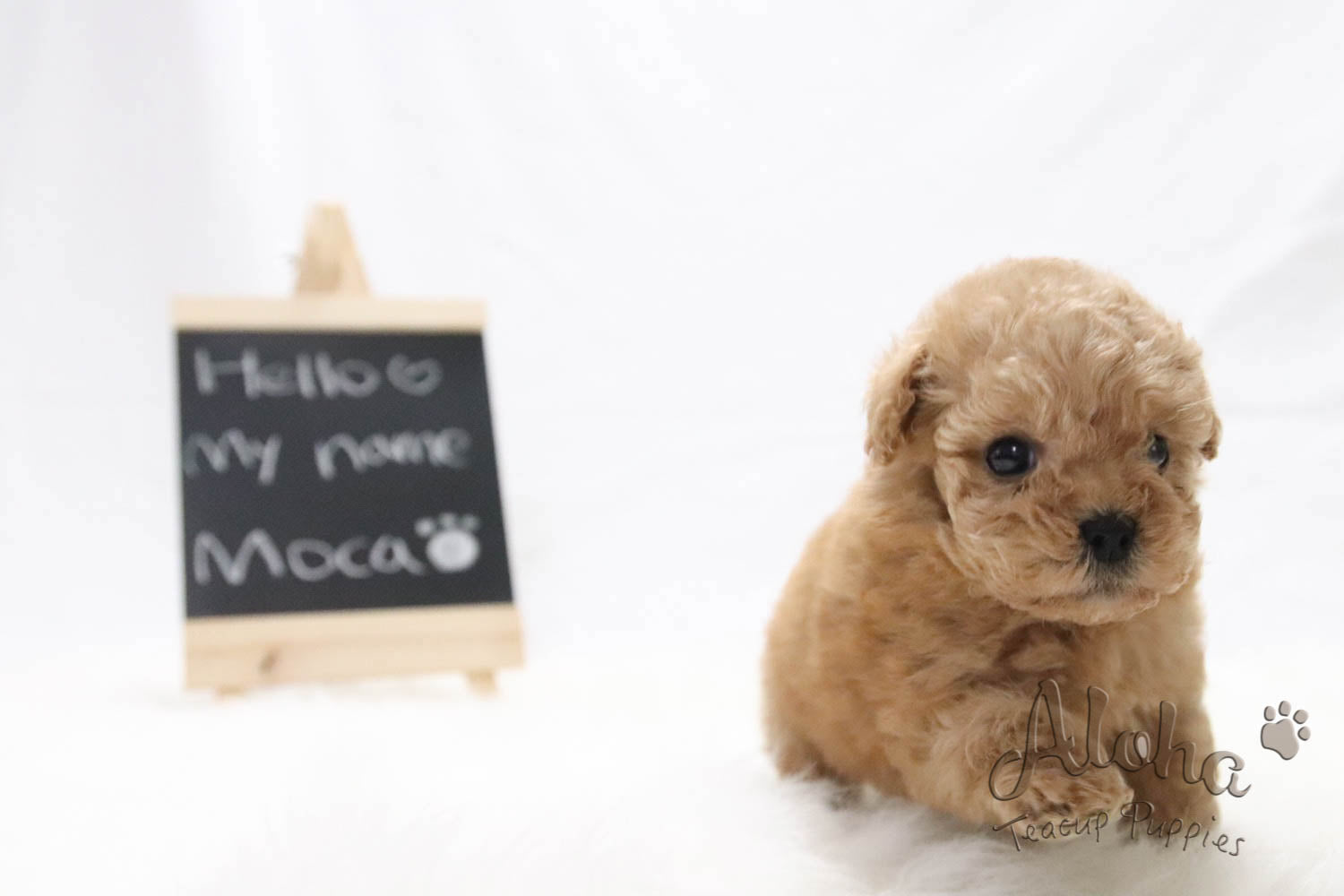 MOCHA [CANICHE TACITA DE TÉ]