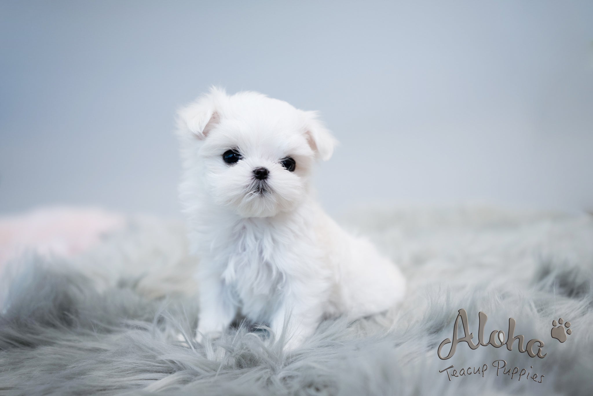 Agata [TEACUP MALTESE]