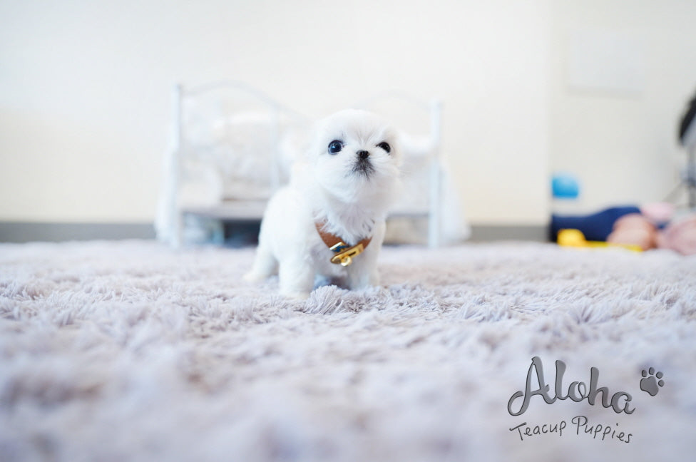 Dove [TEACUP MALTESE]