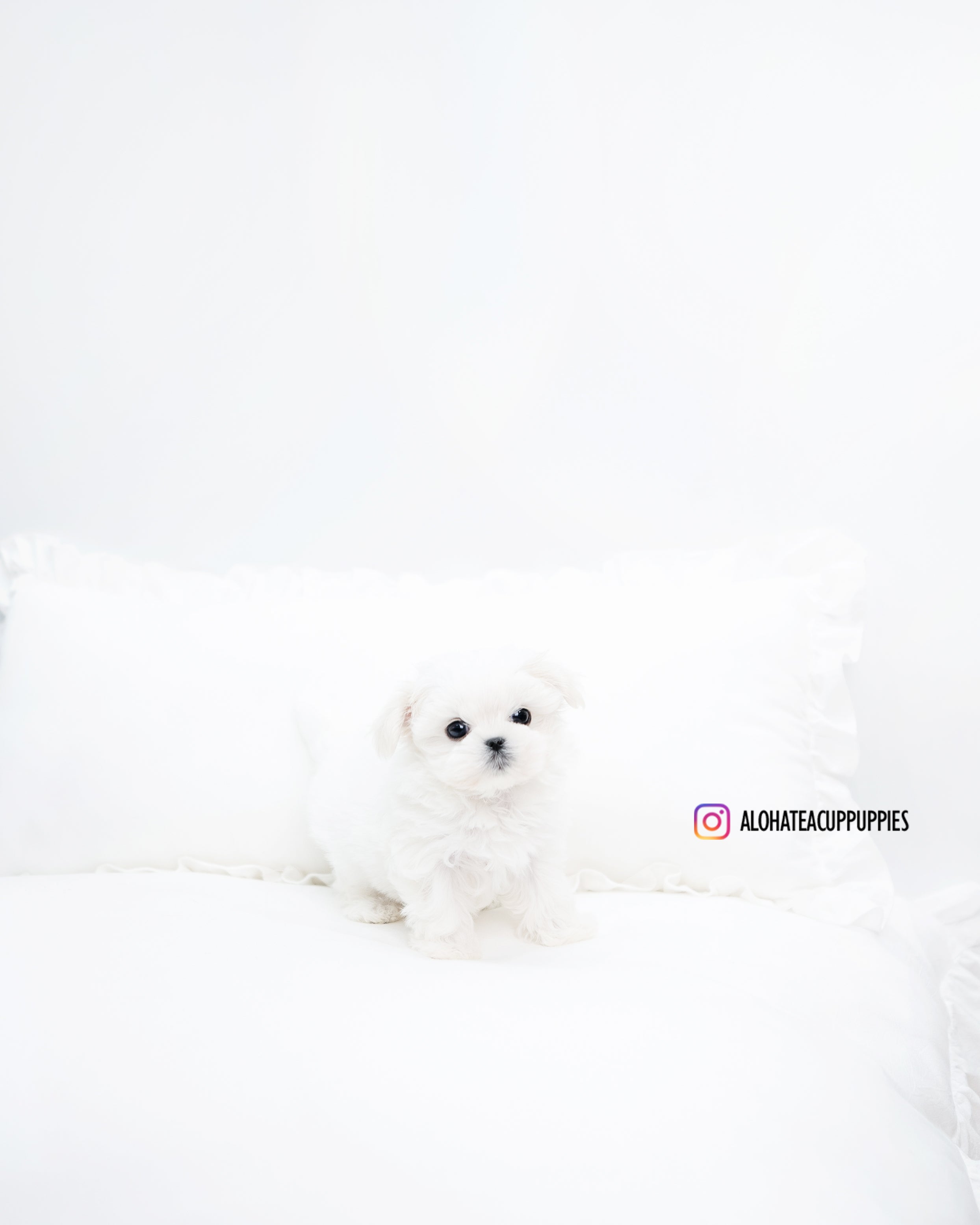 abel [TEACUP MALTESE]