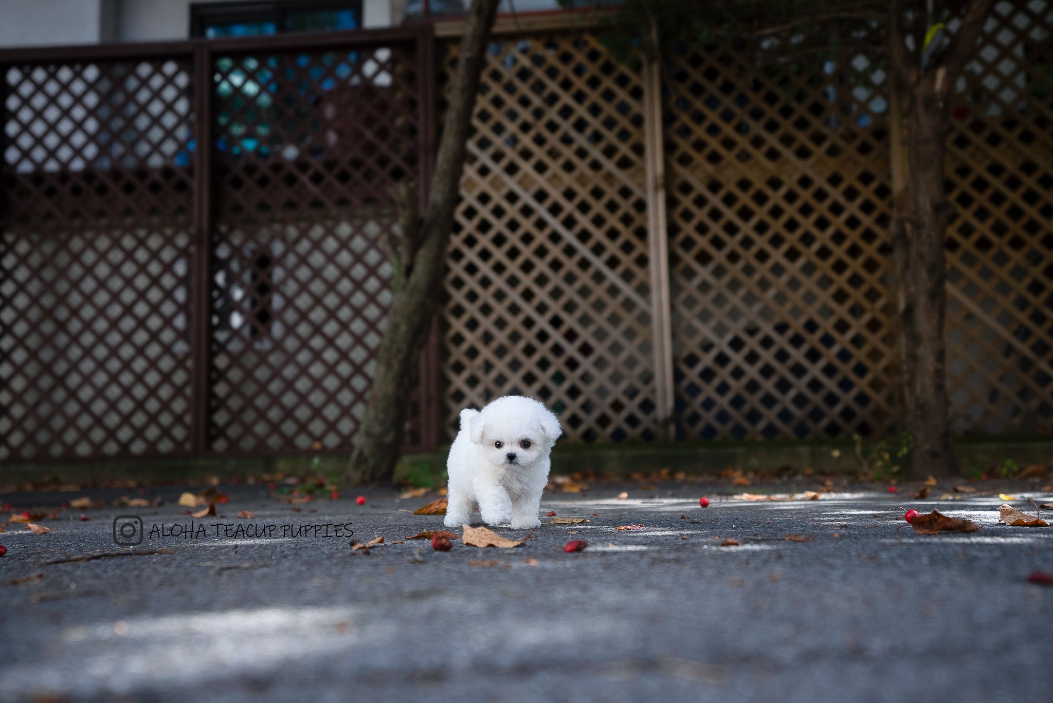 Otto [TEACUP Bichon]
