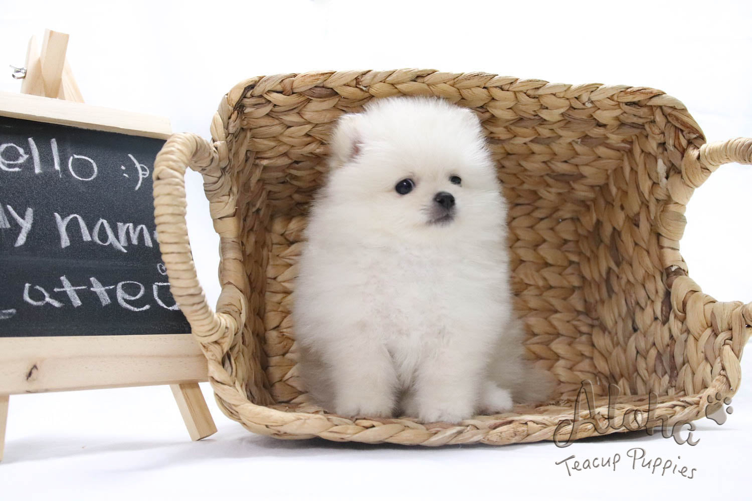 Sold to Mahsa, Latte - [Pomeranian]