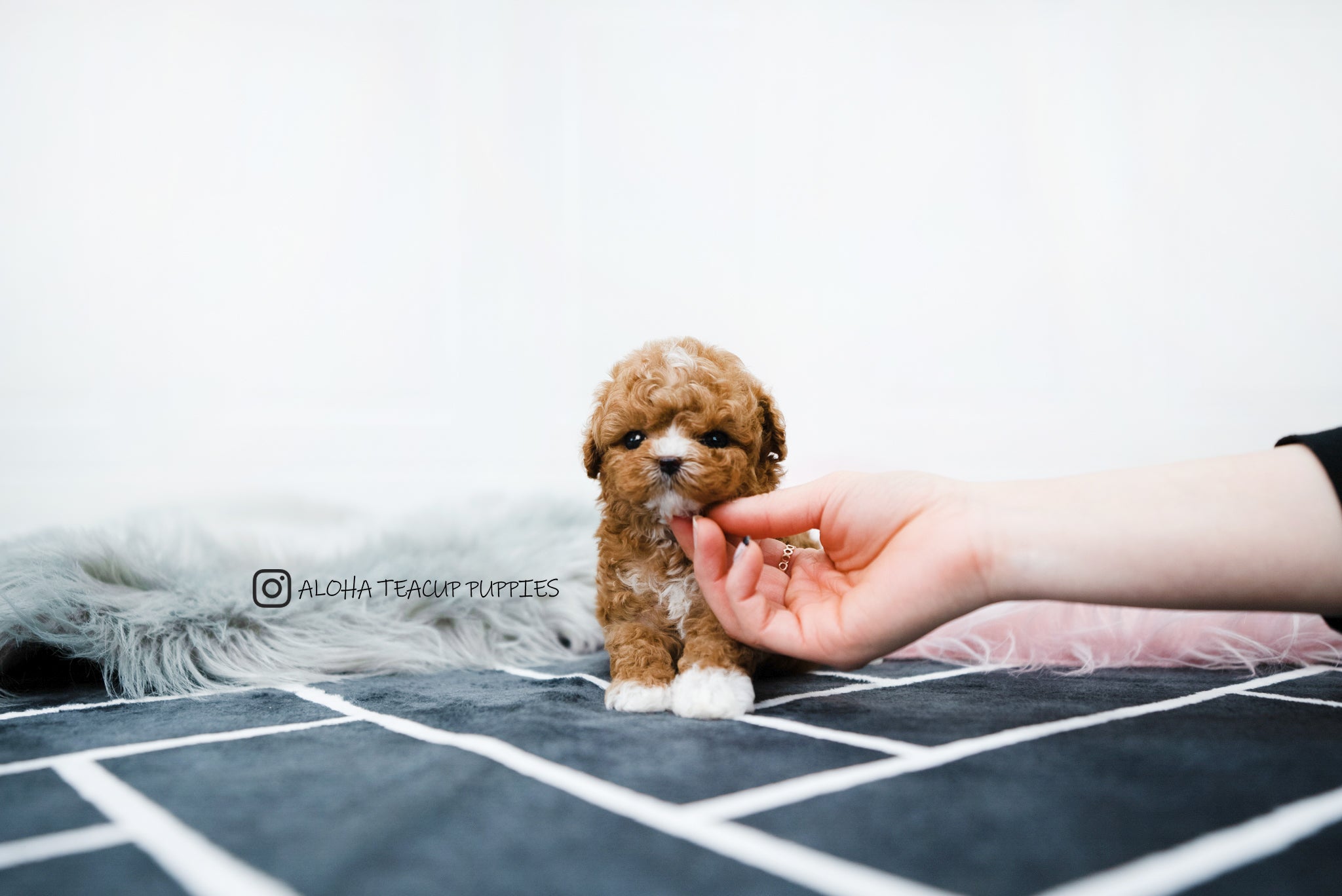 Dan [TEACUP MALTIPOO]
