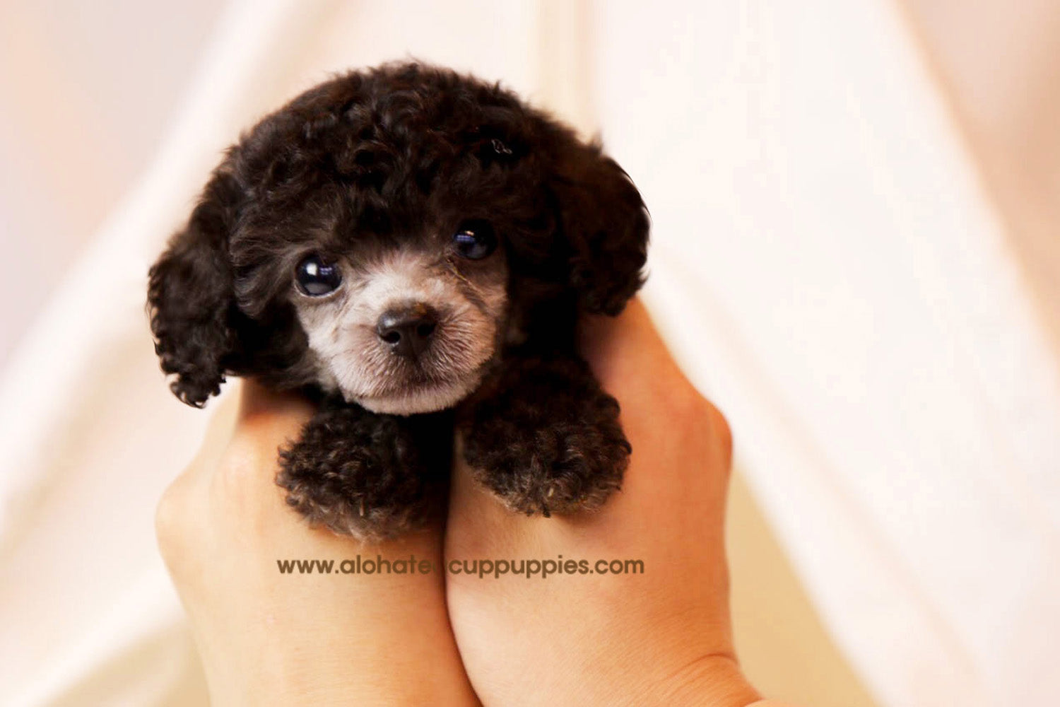 Peanut - [Poodle]
