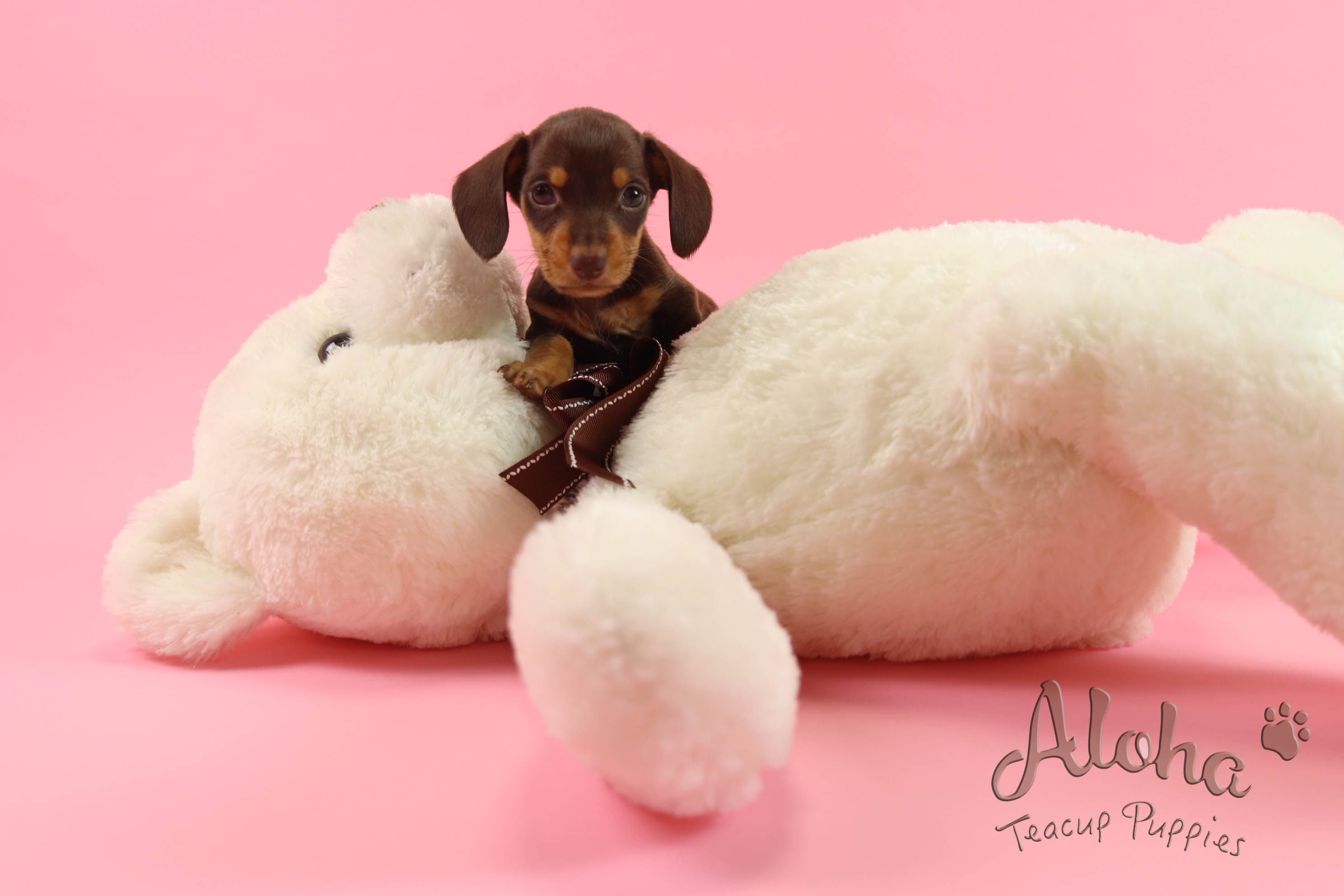 Sold to Chantal, Bob [Teacup Dachshund]