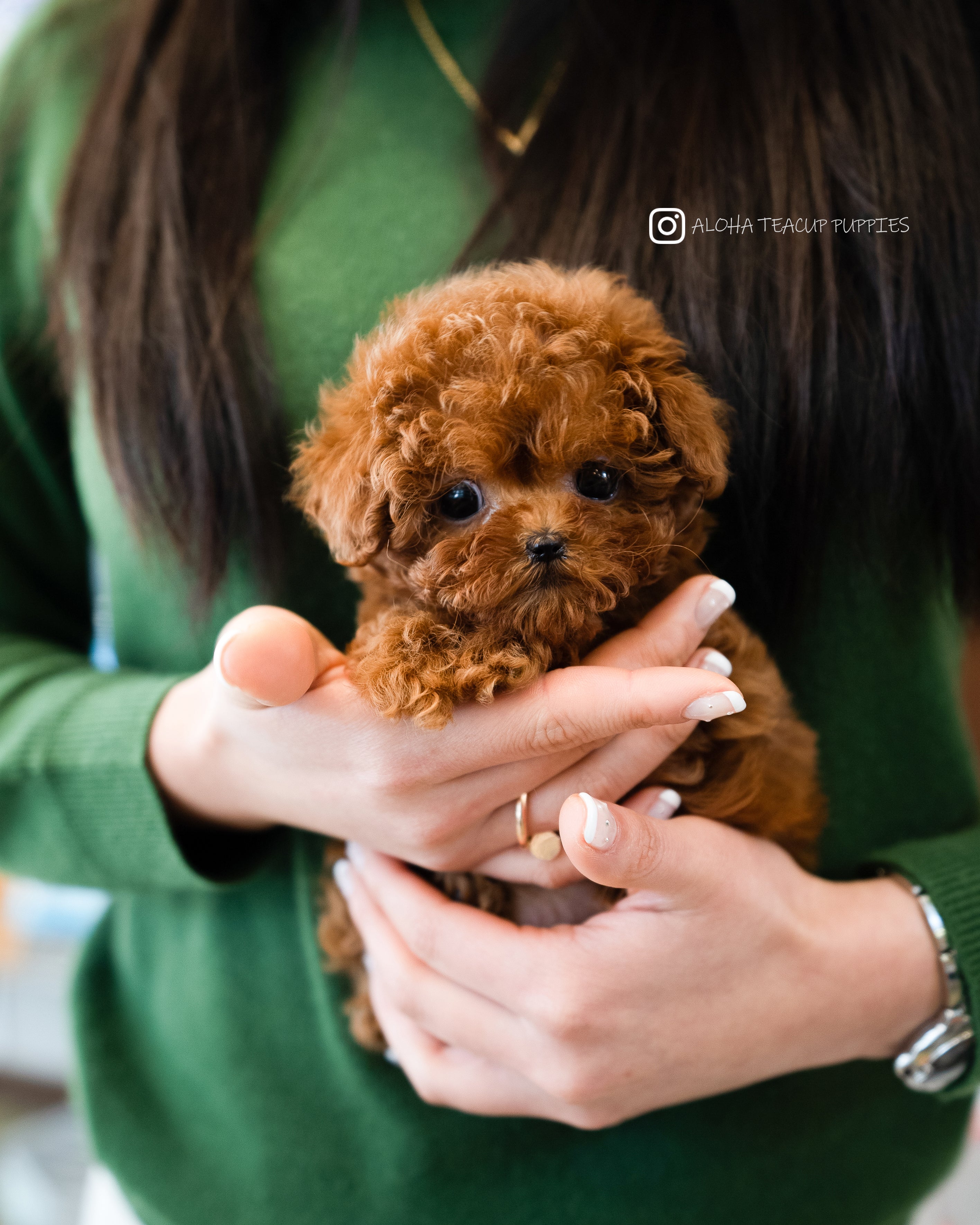 Cora [TEACUP POODLE]