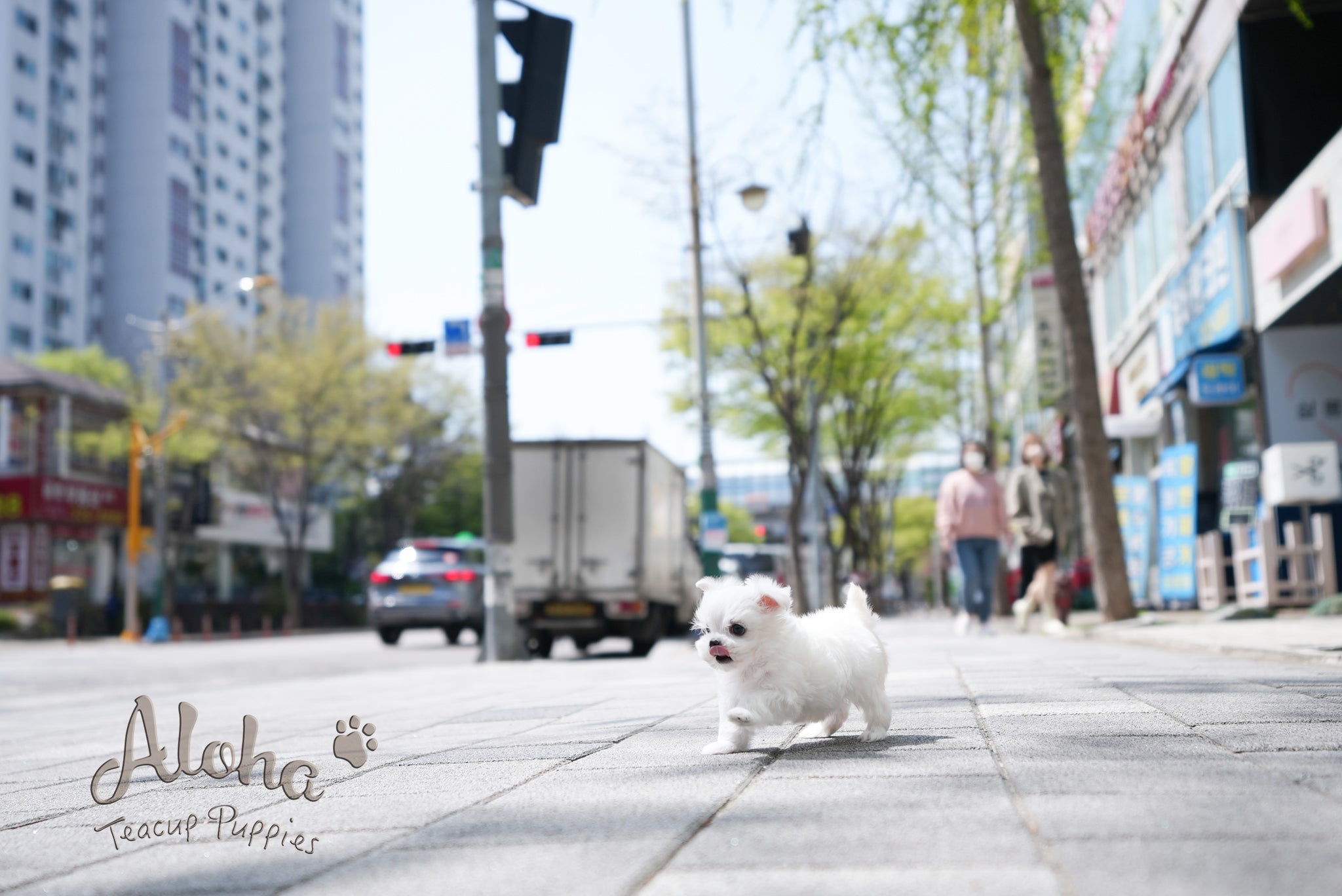 Ted [TEACUP MALTESE]